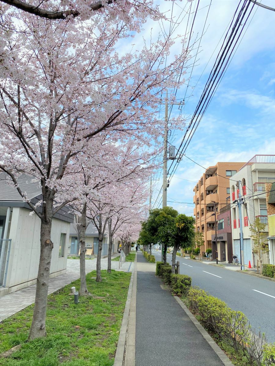 東京藝術大学の寮の前の桜並木
