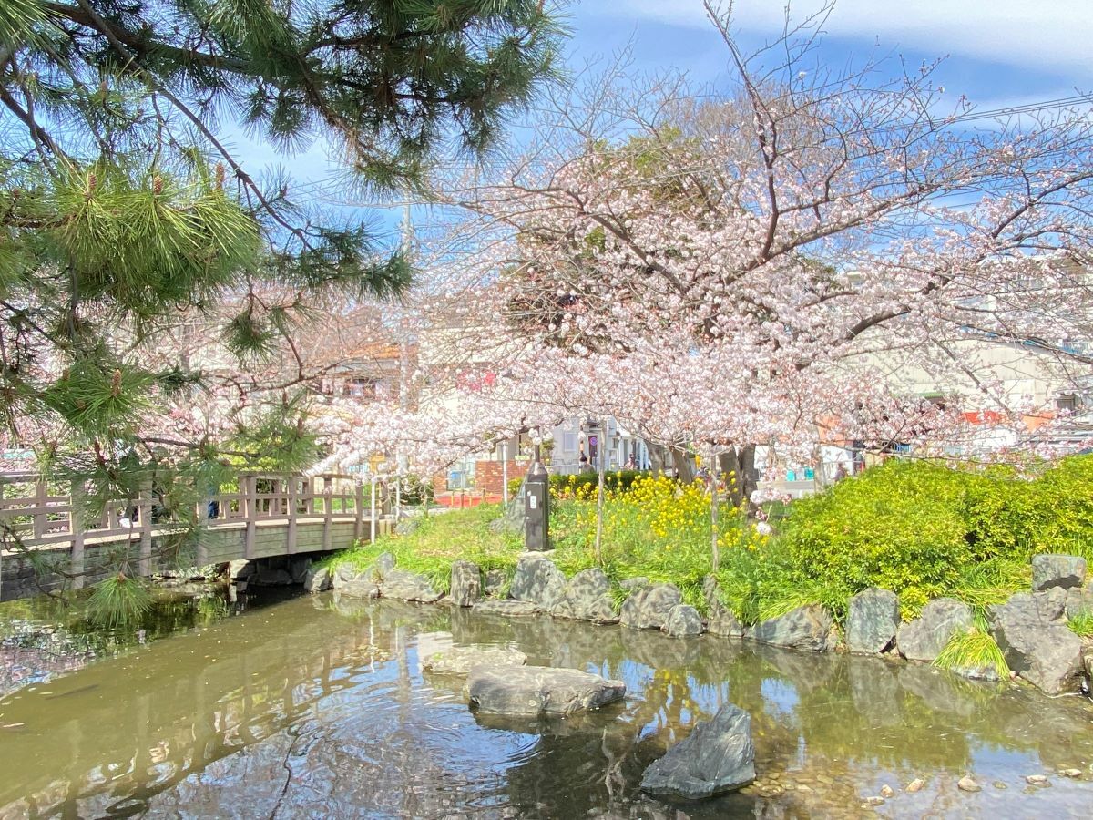 「東綾瀬公園」水面に映る桜は満開まであとわずか。