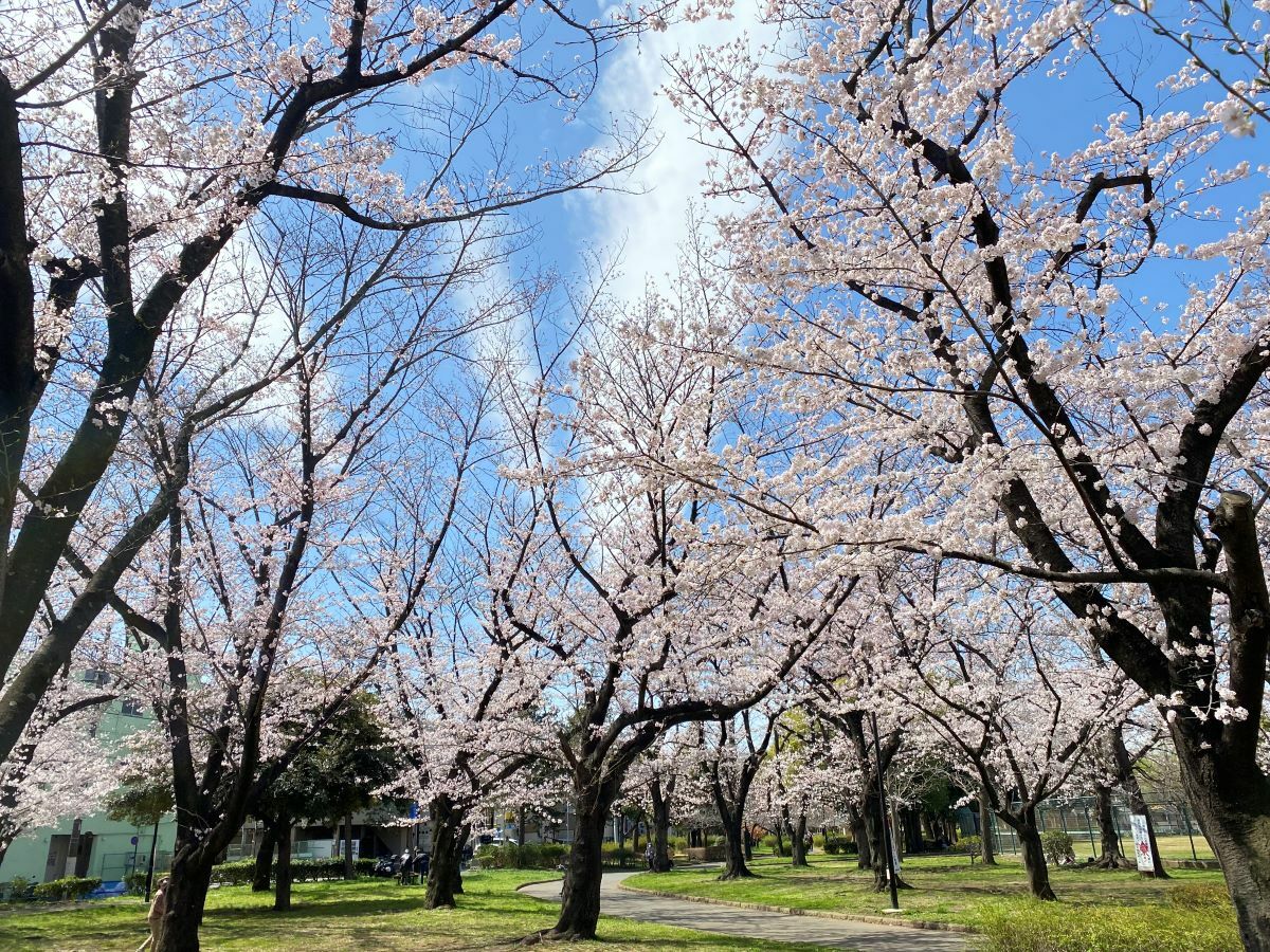 「東綾瀬公園」青い空がのぞくと桜が映えます。