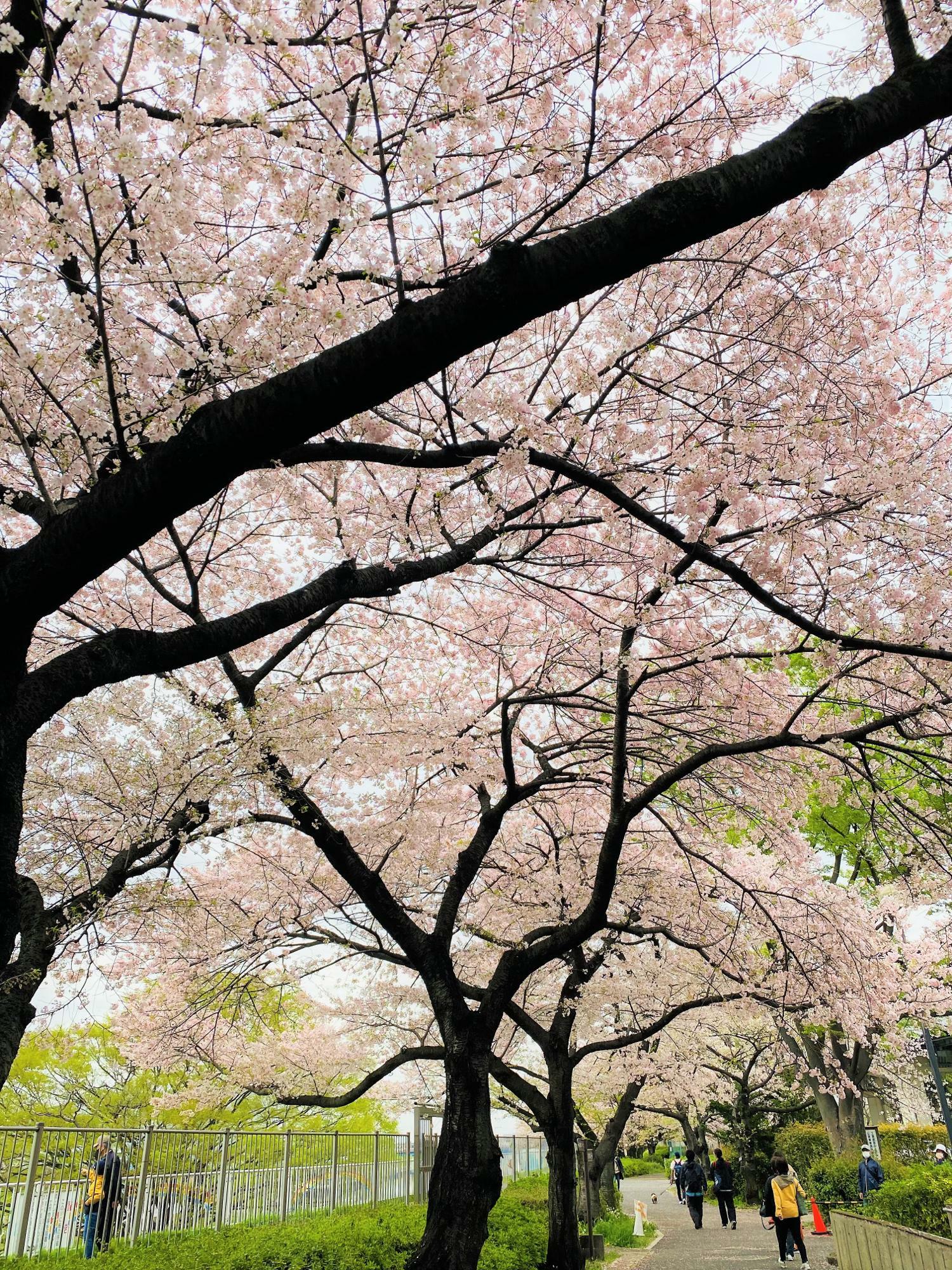 2023年3月27日撮影　花曇りでしたが、見事な桜です。