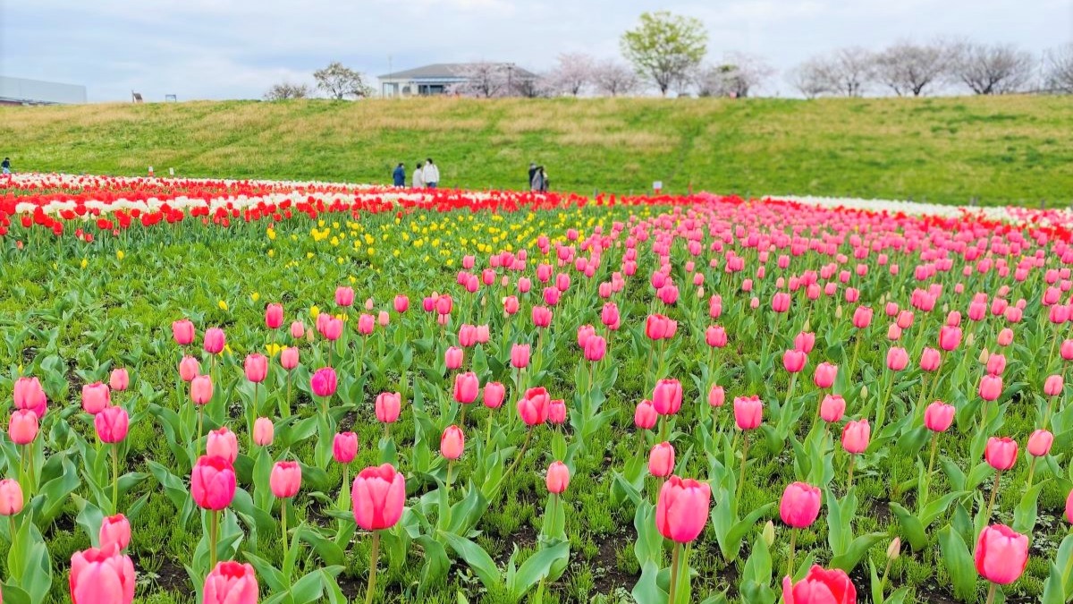 足立区】桜とチューリップが両方楽しめる！『都市農業公園』で