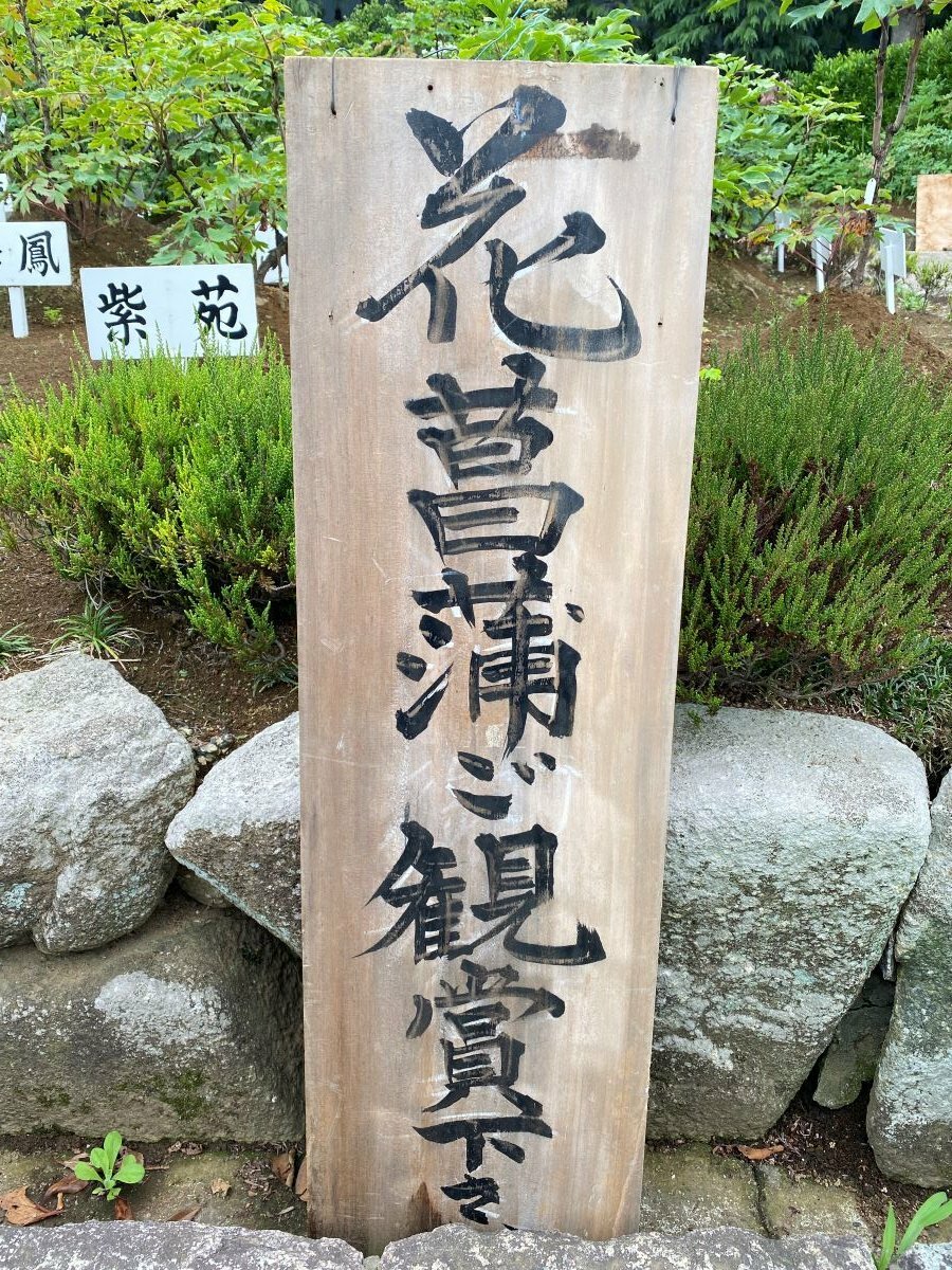 牡丹園には「花菖蒲ご観賞下さい」の文字が書かれています。