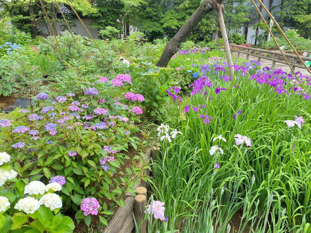 紫陽花と花菖蒲の共演