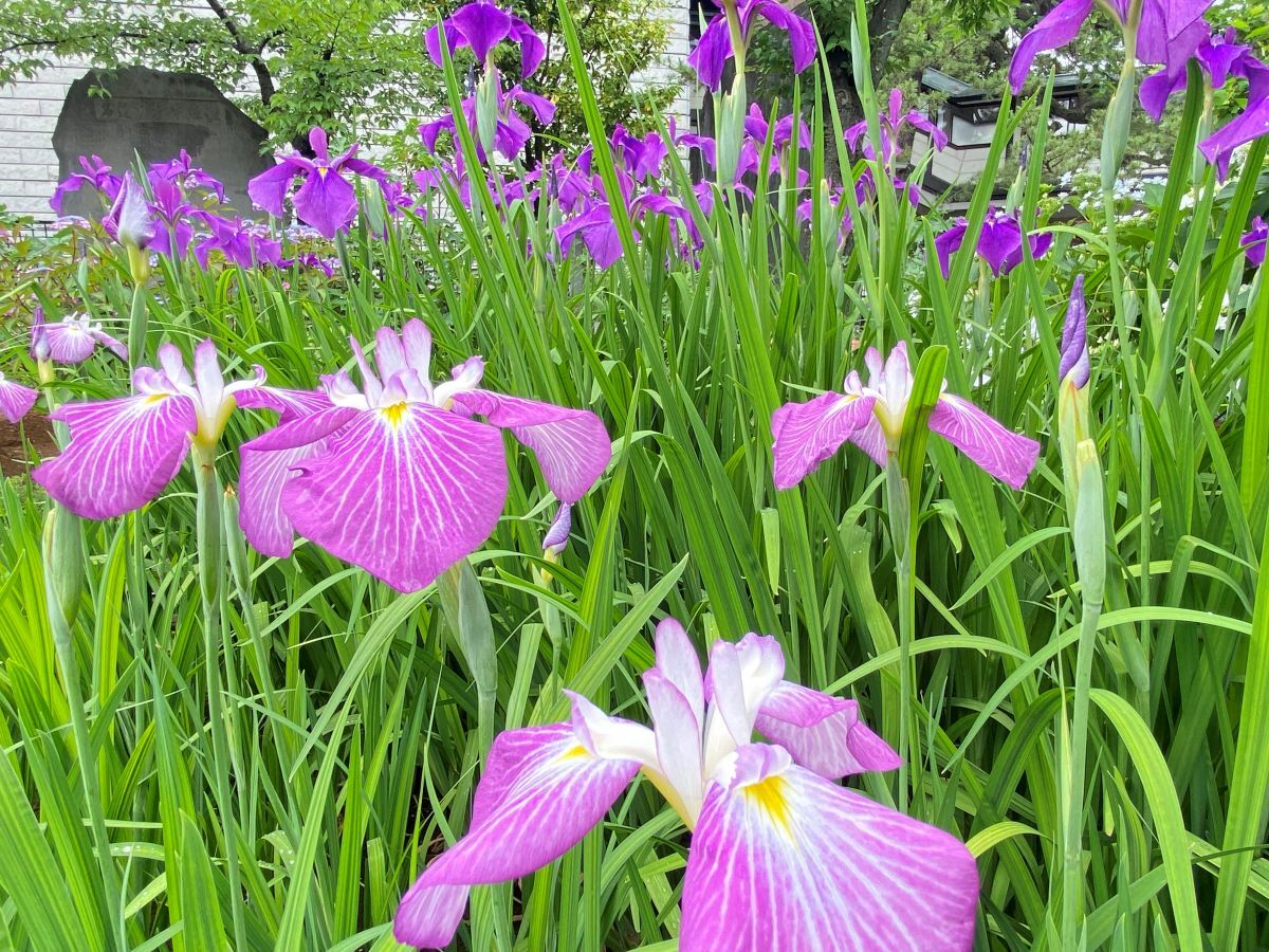 濃淡のある紫がきれいな花菖蒲
