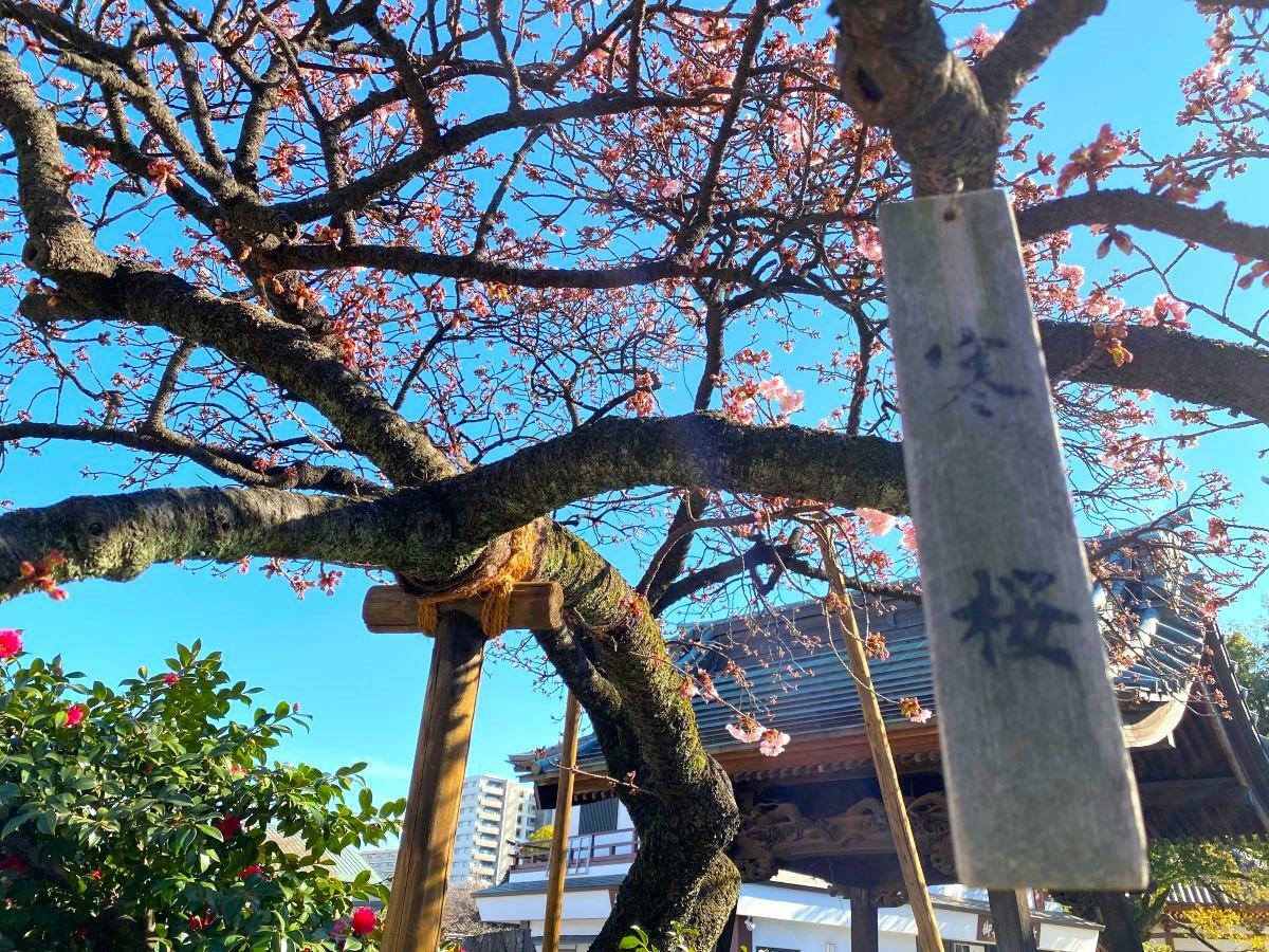 寒桜の木札が掛けられています。（2024年1月30日撮影）