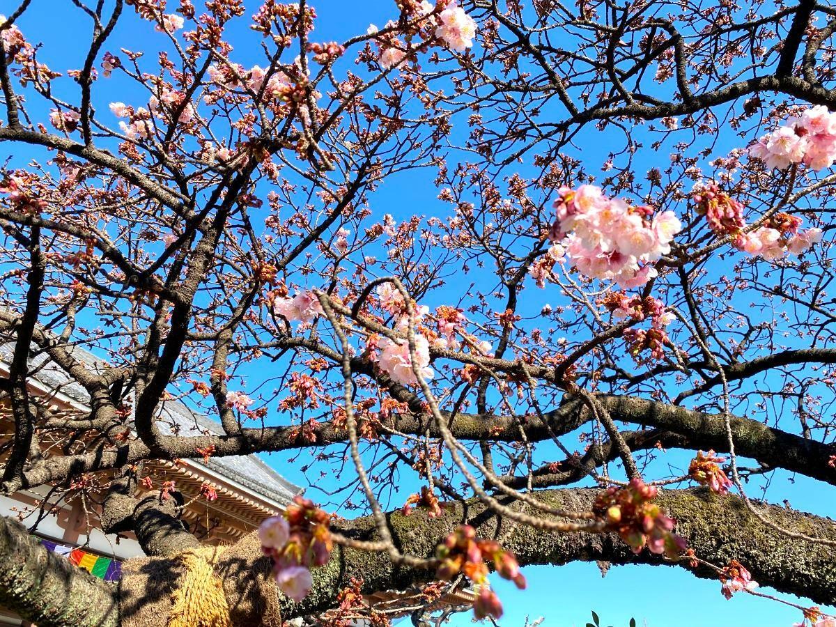 青空に映える寒桜はこれから見頃を迎えそう（2024年1月30日撮影)