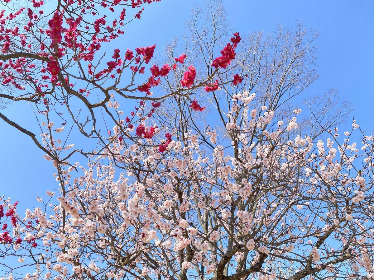 昨年撮影した満開の梅の花（2023年3月4日撮影）