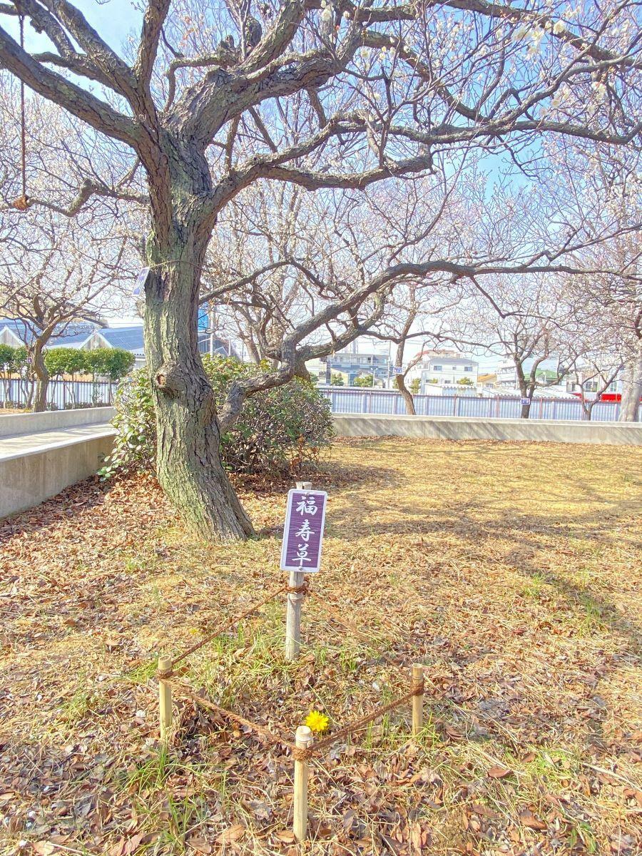健気に花を咲かせる一輪の「福寿草」（2024年2月15日撮影）