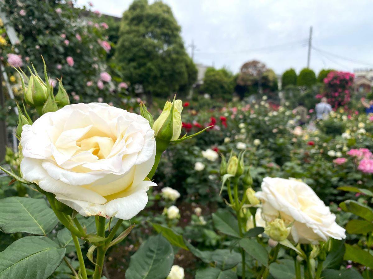 純白の「感謝」は、京成電鉄の創立100周年を記念して作られたバラ