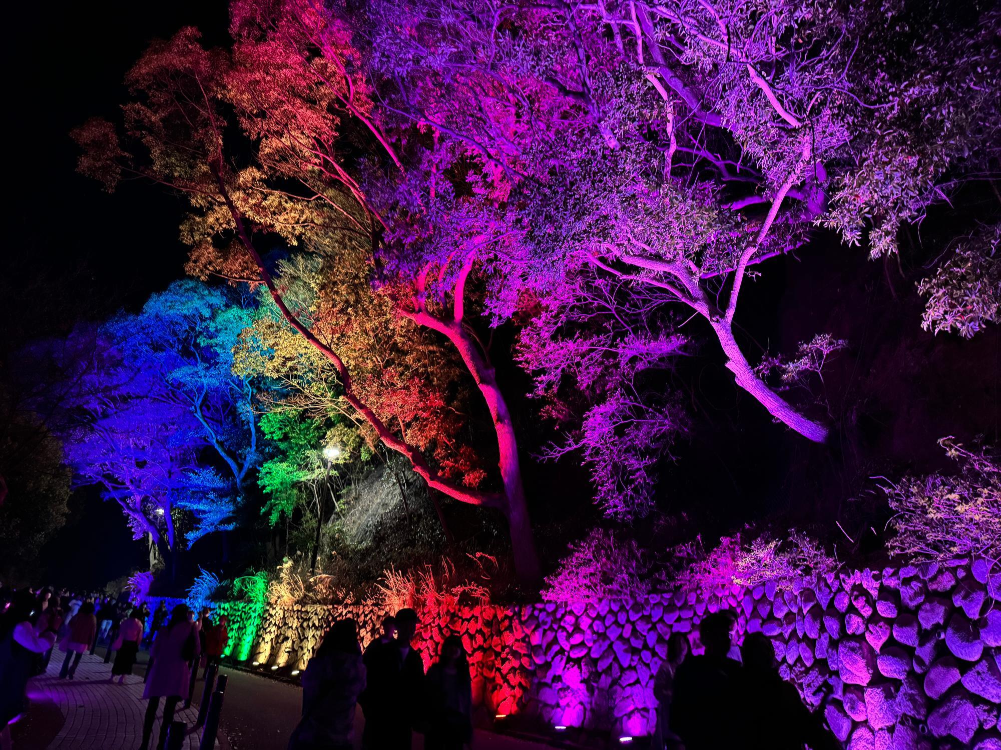 神戸市】幻想的な春の夜を須磨で。「敦盛桜2025」開催中！（み