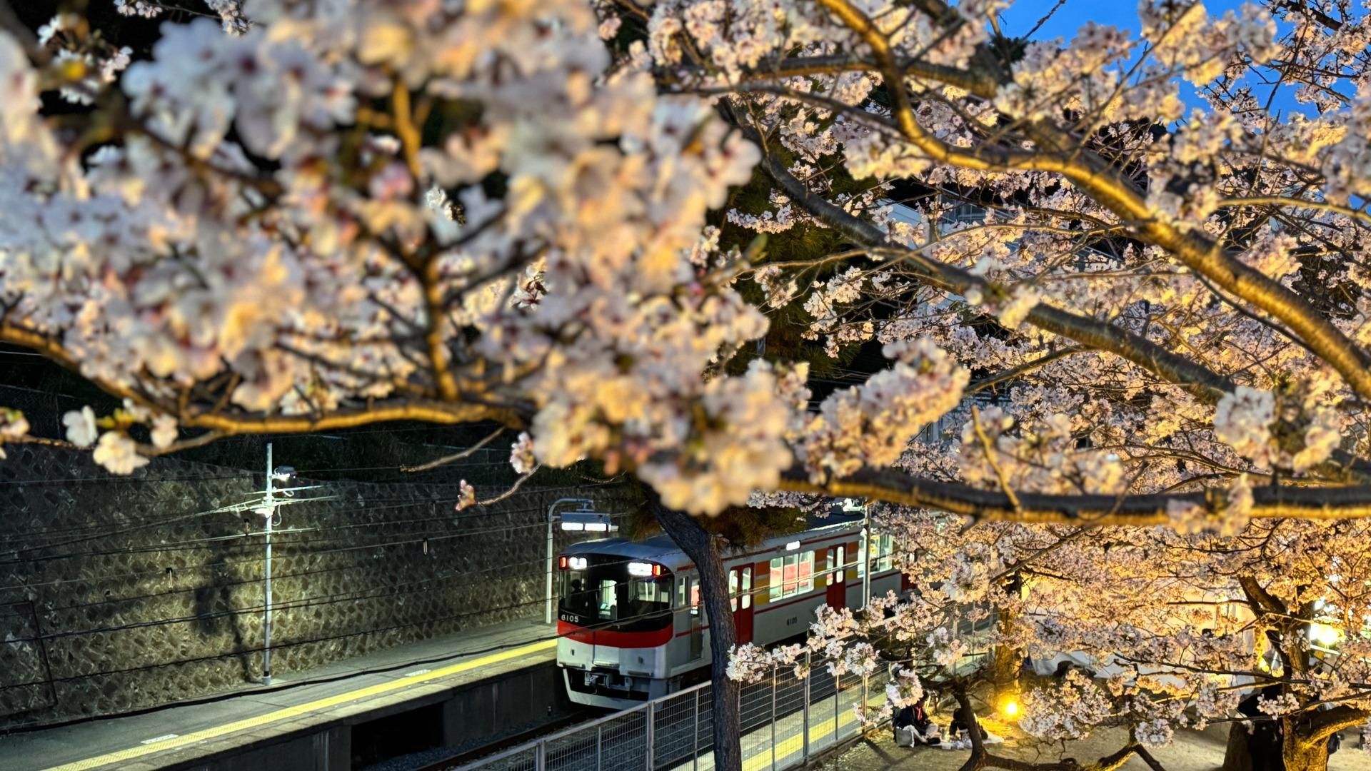 神戸市】幻想的な春の夜を須磨で。「敦盛桜2025」開催中！（み