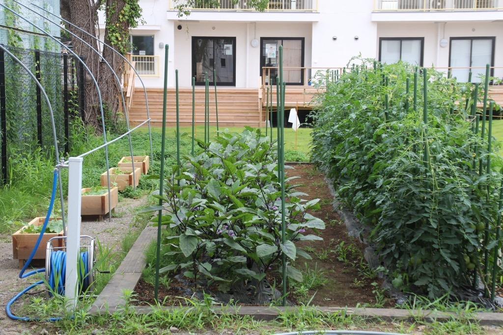草加市】採れたて野菜を使った3種類のカレーが楽しめる！複合