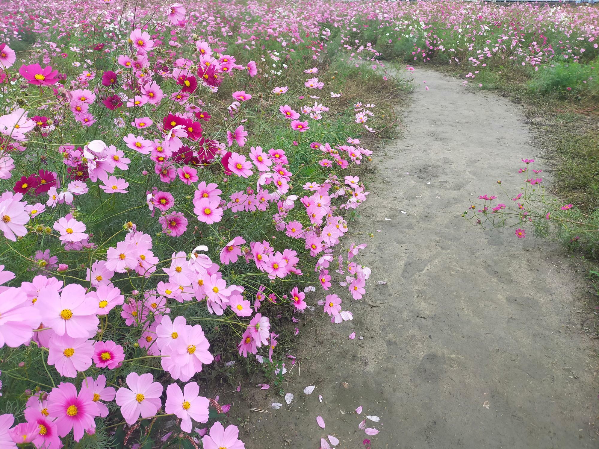 赤松町のコスモス畑の中にある散歩道