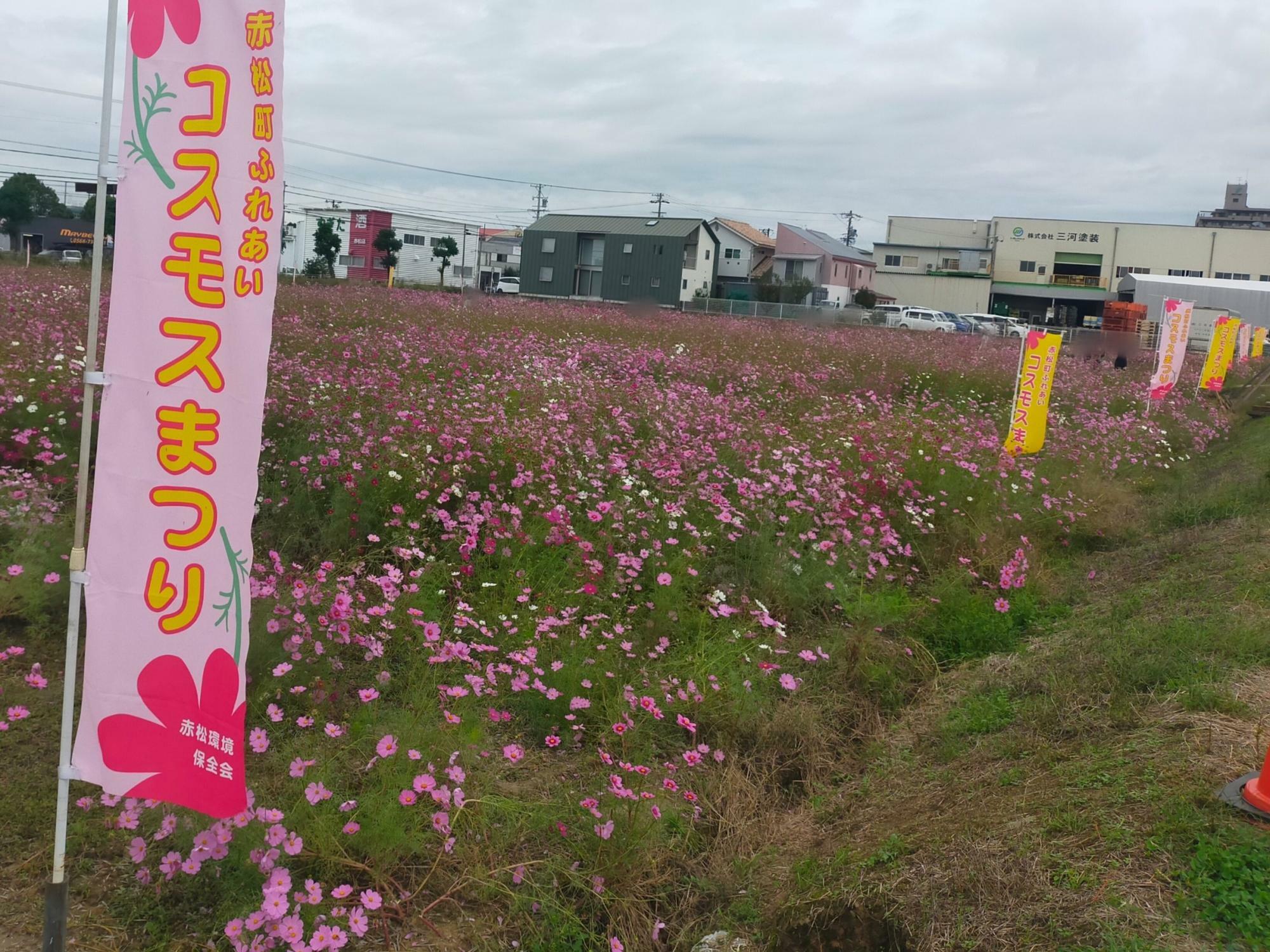 赤松町のコスモス畑ののぼり旗