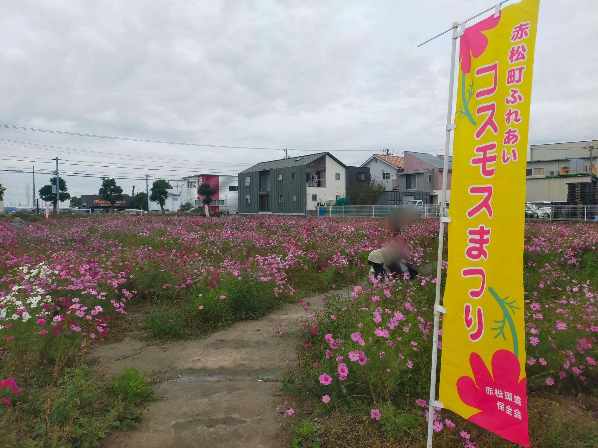 赤松町のコスモス畑