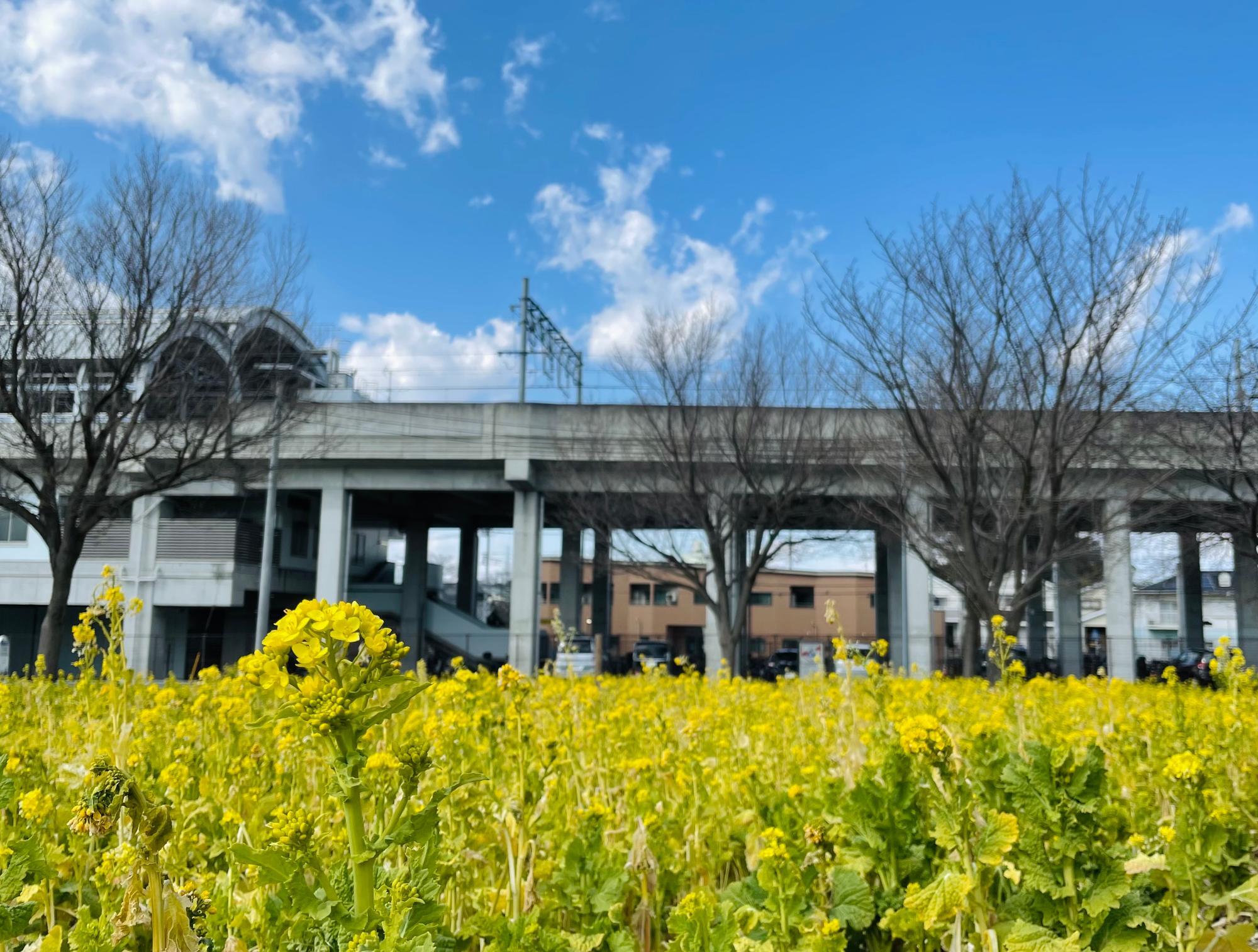 撮影：2月下旬ごろ