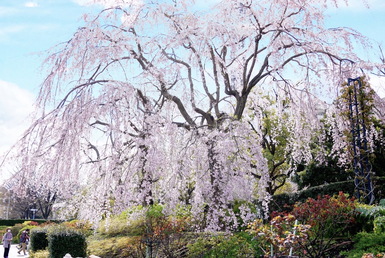 横浜市中区】山下公園のしだれ桜が満開！ガーデンネックレスも開催中