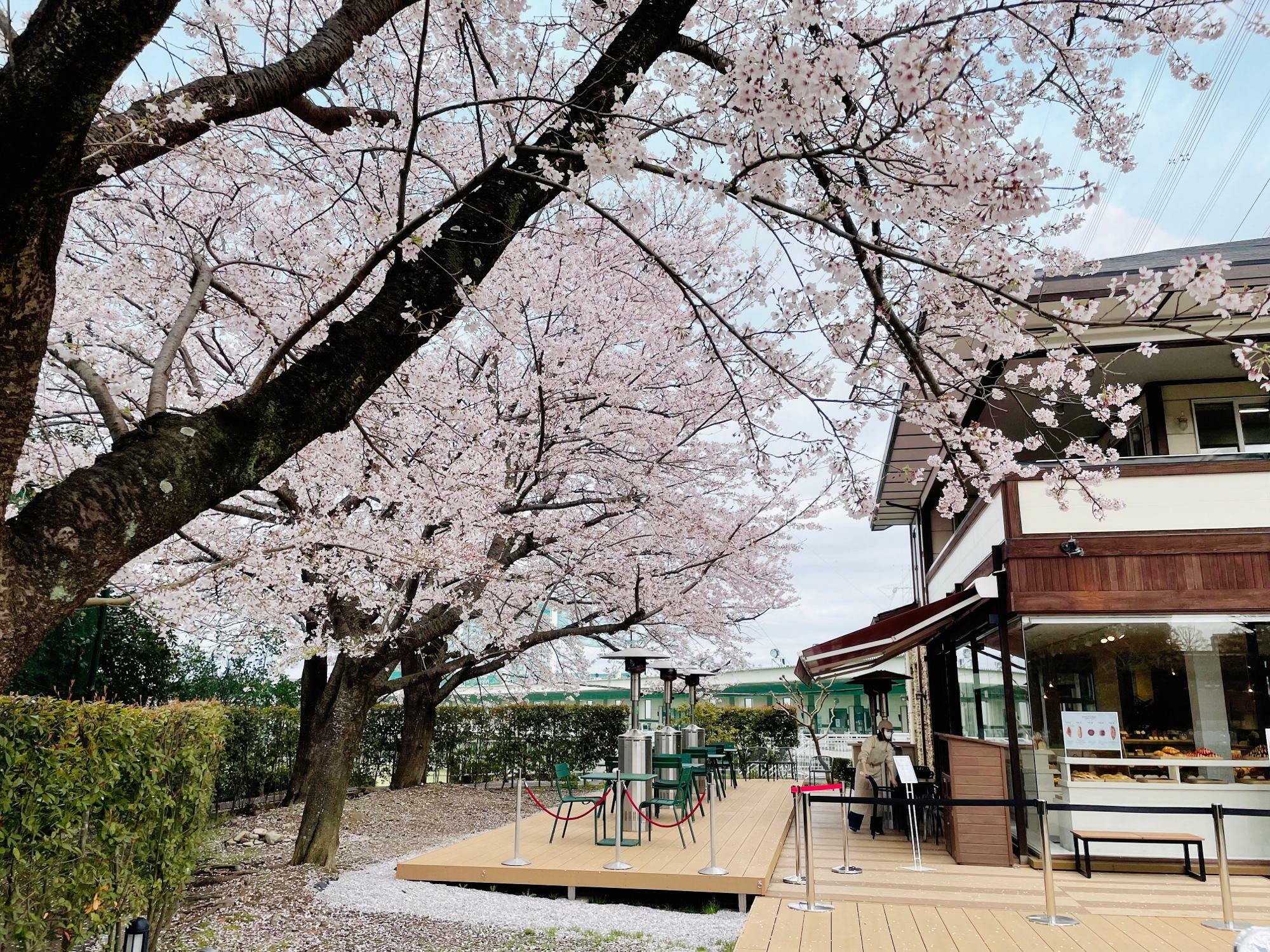 3月27日撮影。現在桜は満開