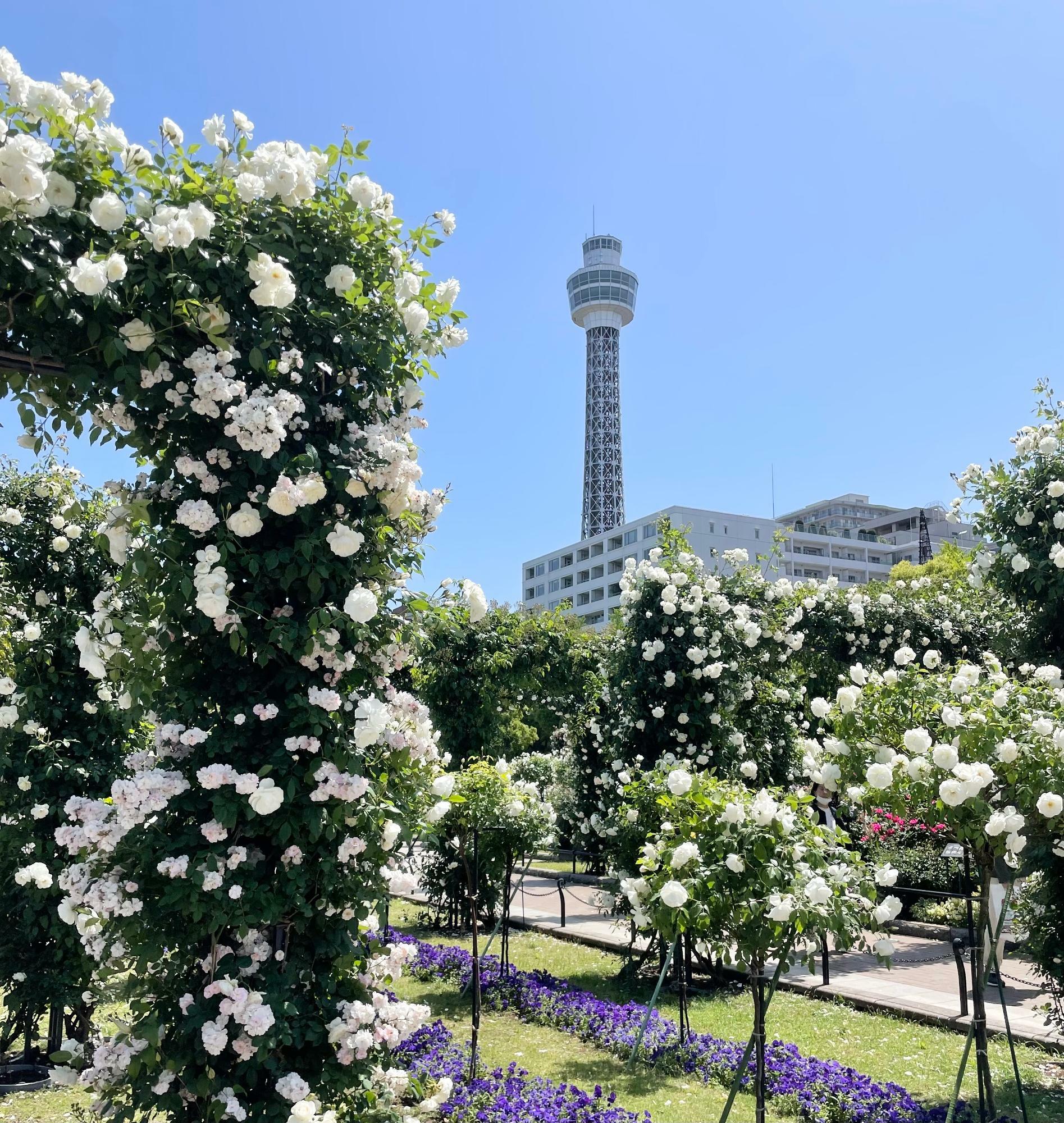 横浜マリンタワー