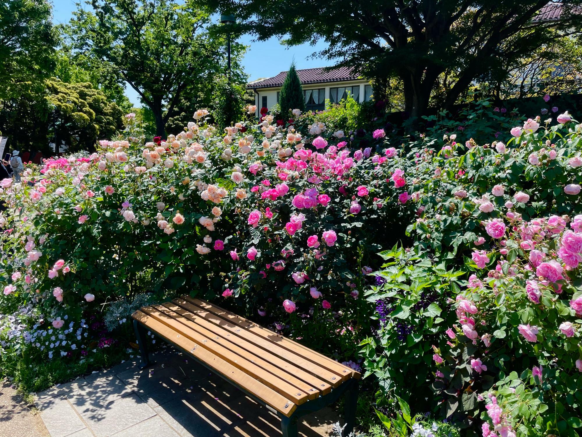 園内にはバラを背景にしたベンチが何カ所もあります