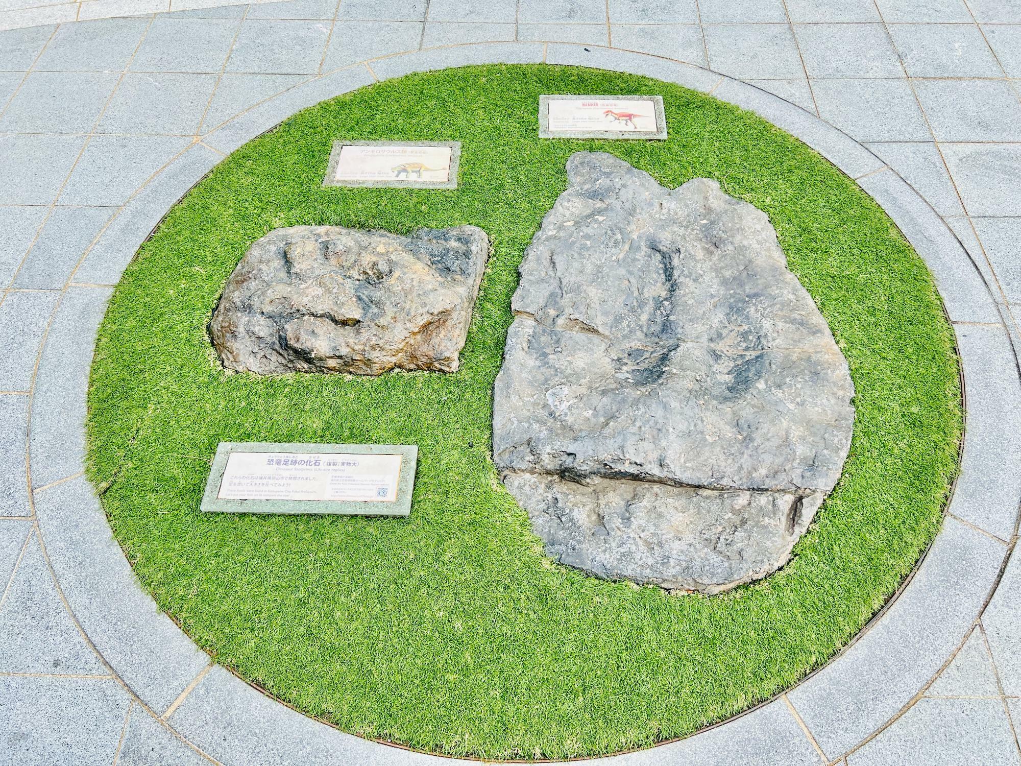 左：アンキロサウルス類の足跡　長さ：25センチ、幅35センチ　　右：獣脚類（フクイラプトルの仲間）の足跡　長さ：64センチ、幅53センチ