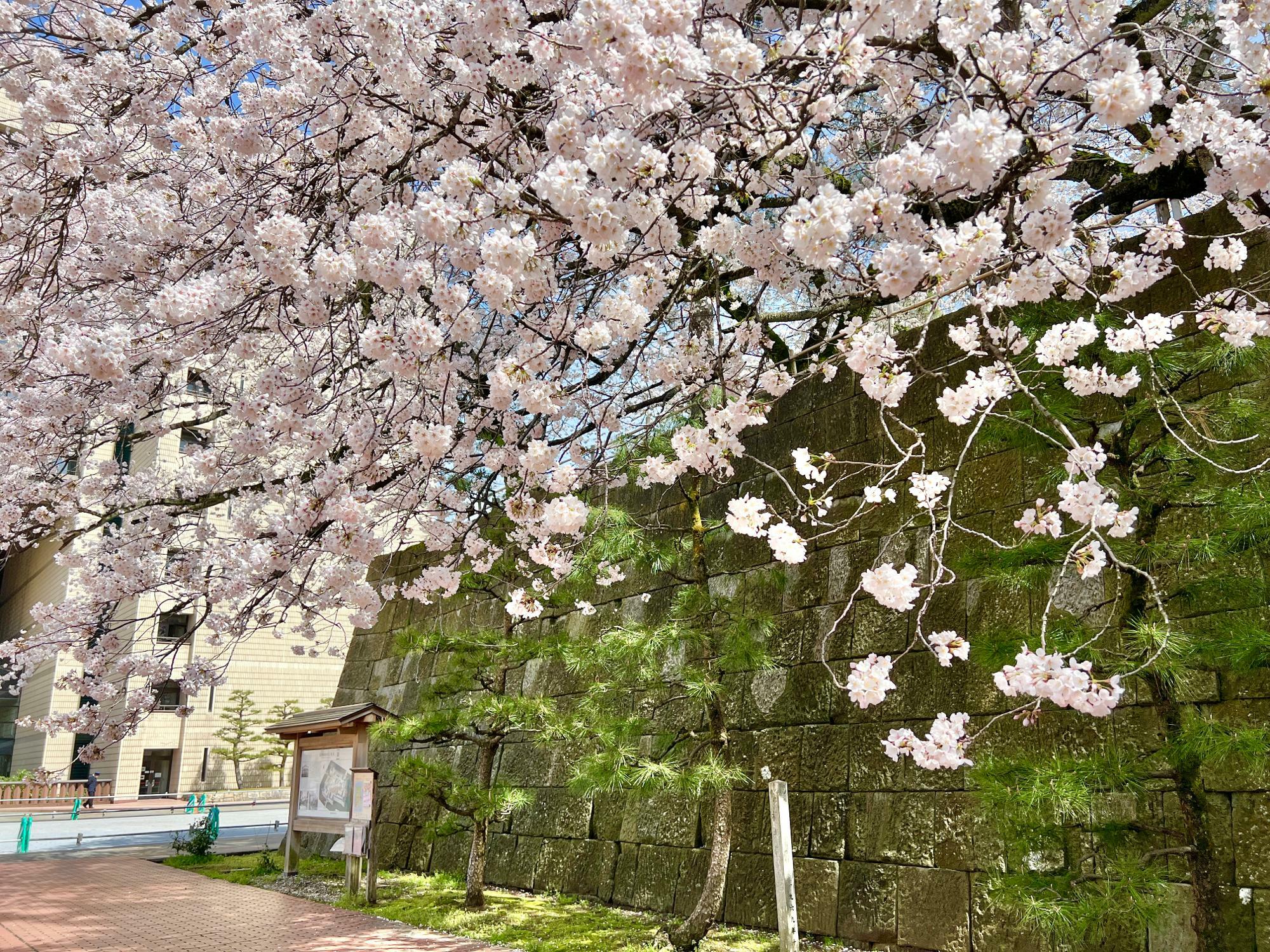 福井城址案内板の桜