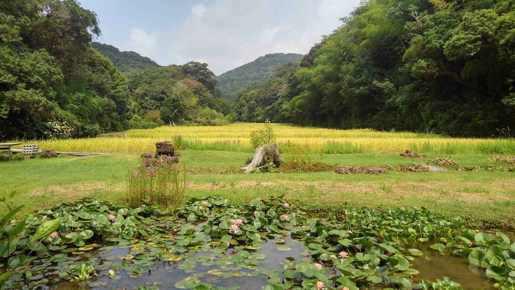 ほたるが舞う田んぼで作られる「ほたる米」　写真提供：中山造園