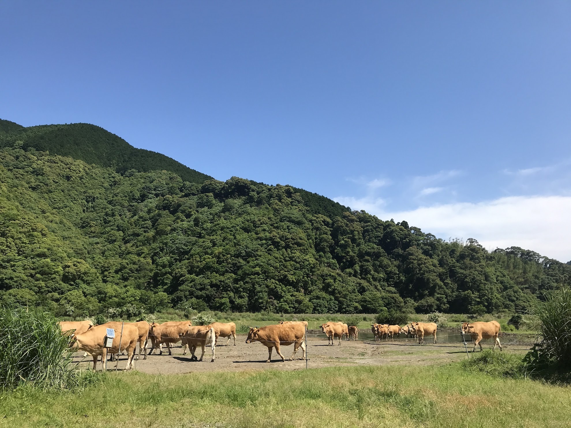 放牧地でのんびり過ごす牛たちも見れます。