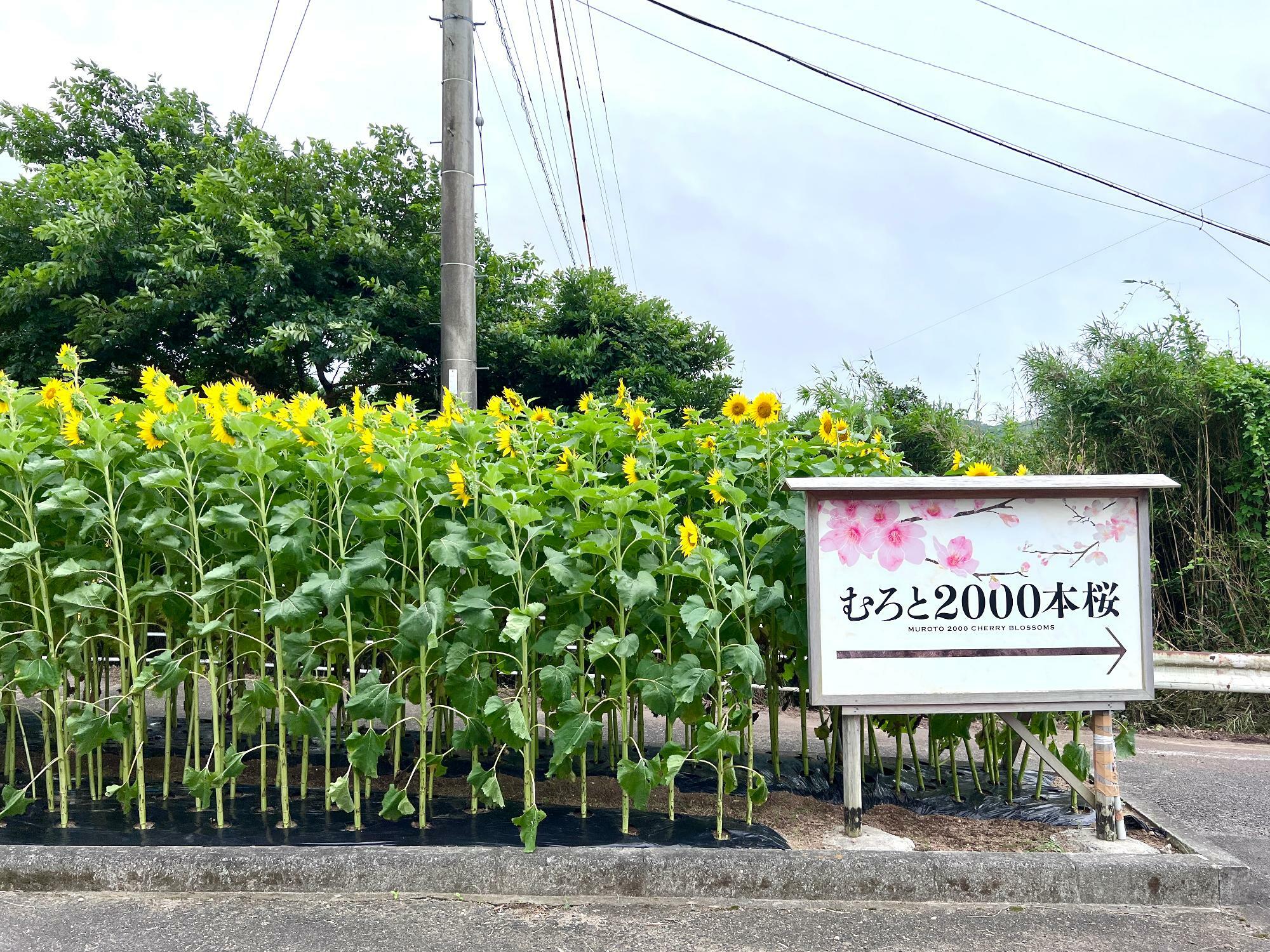 高知県立室戸広域公園入り口の「むろと2000本桜」看板とともに