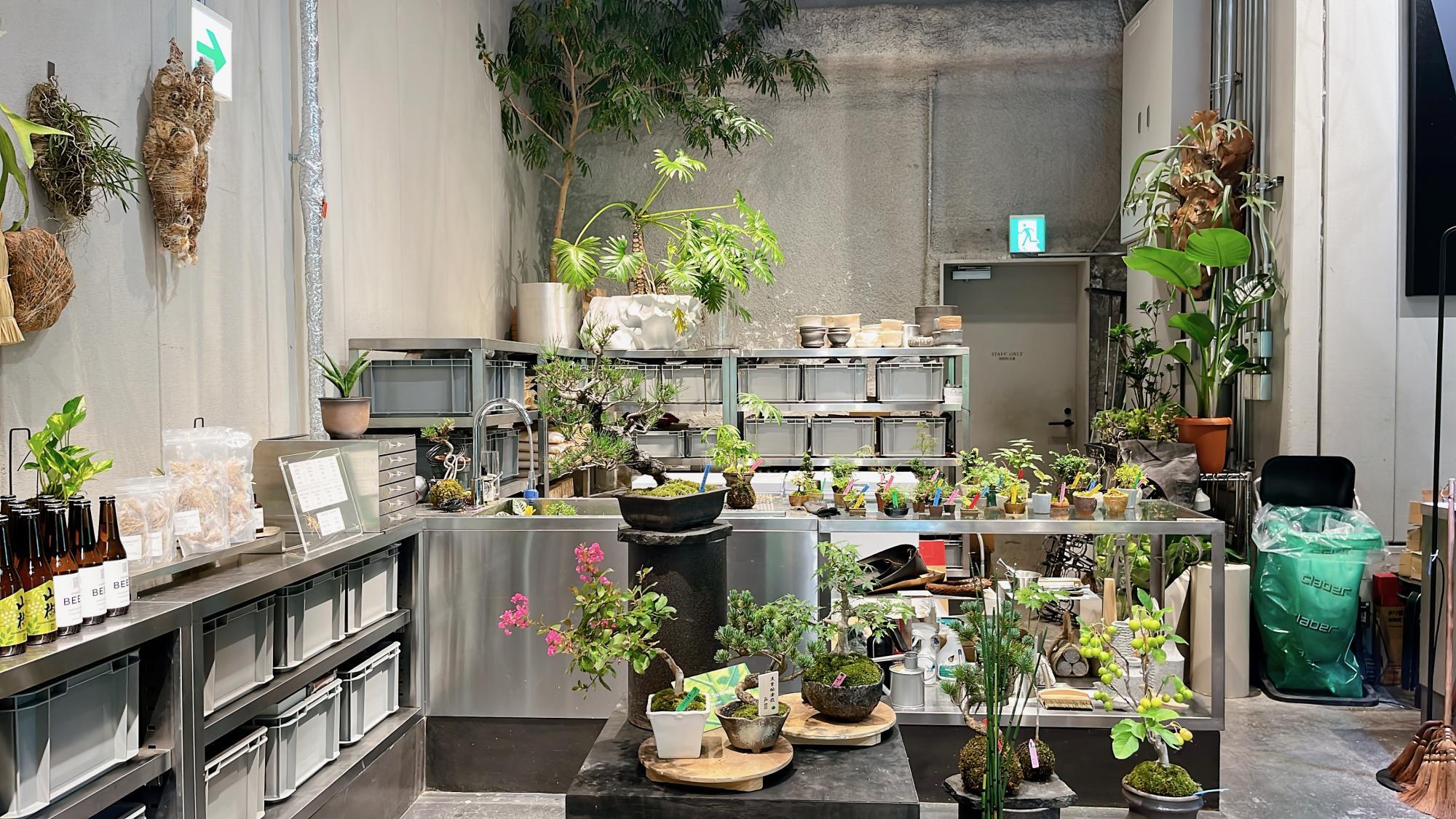 京都市中京区】まるで異世界？植物に囲まれて過ごす (THISIS