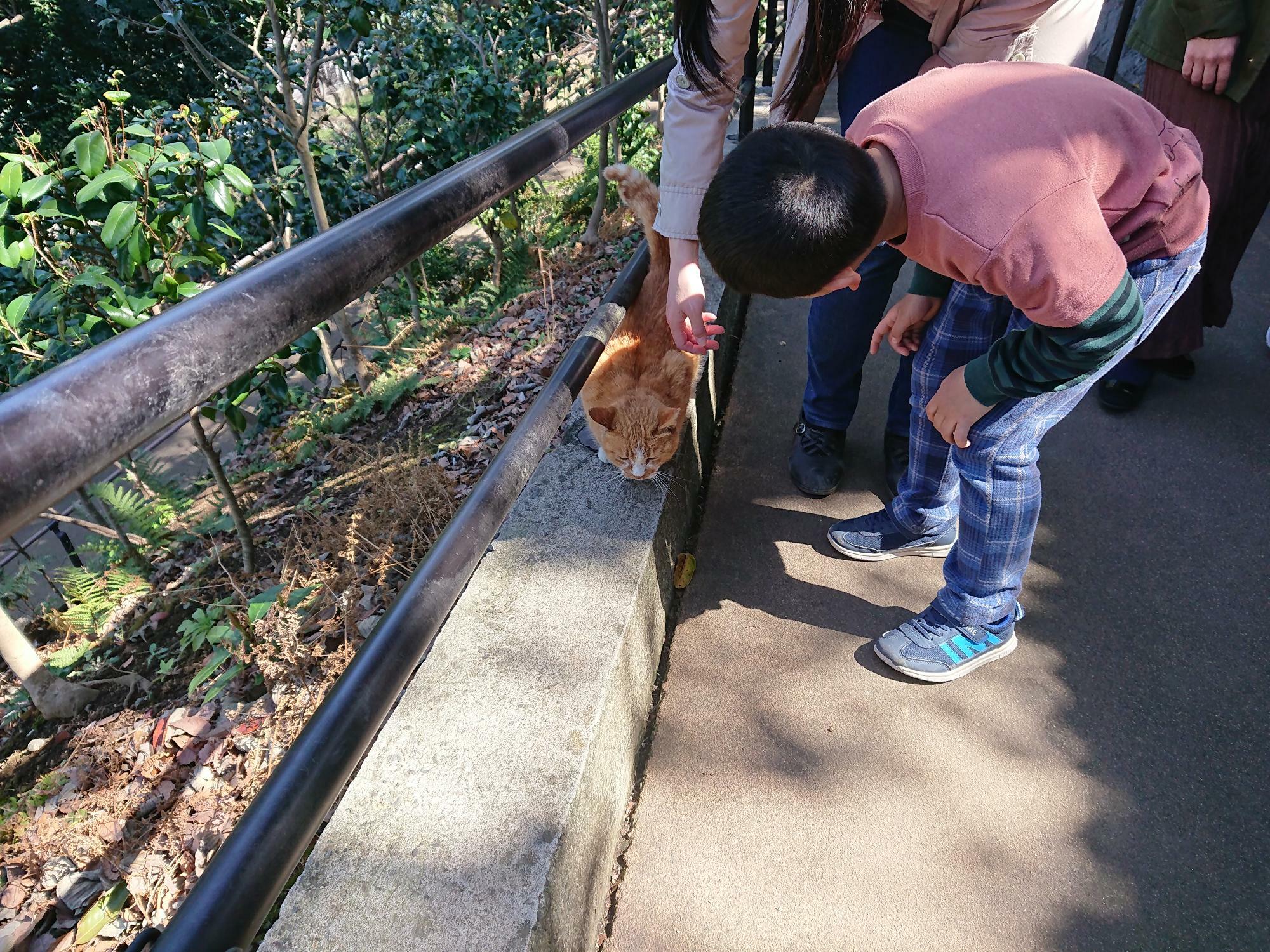 夢見ヶ崎動物公園の入り口付近に猫発見！