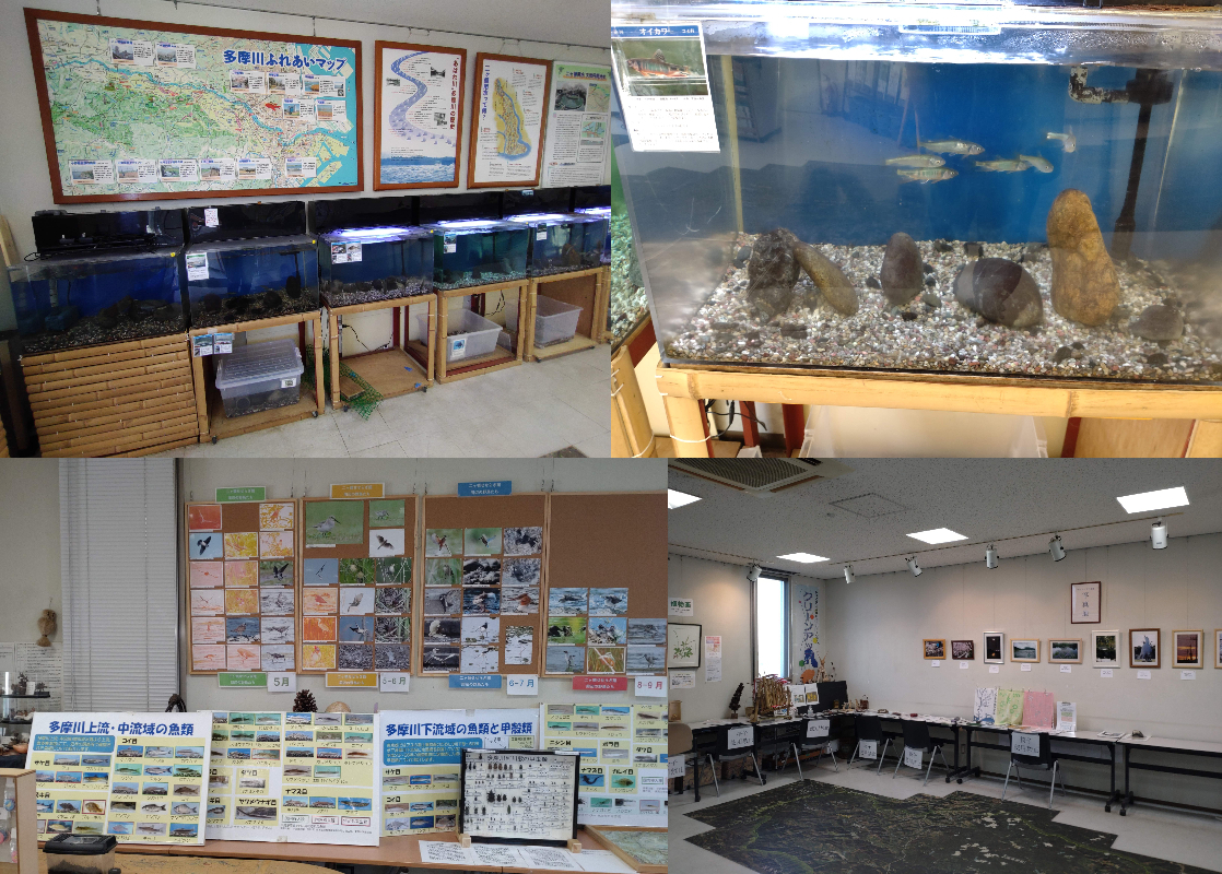 壁面には展示や多摩川に関する生き物の情報も掲載