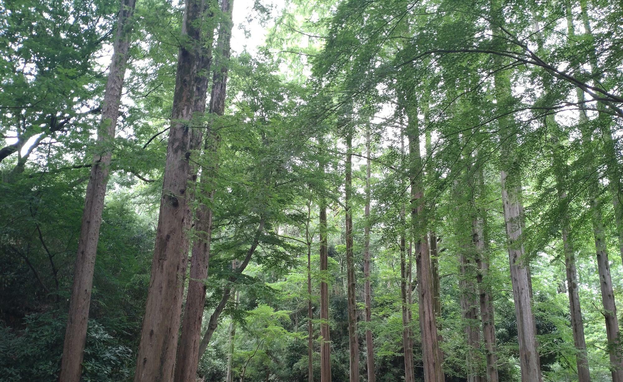 生田緑地の自然を感じられる名所の一つ