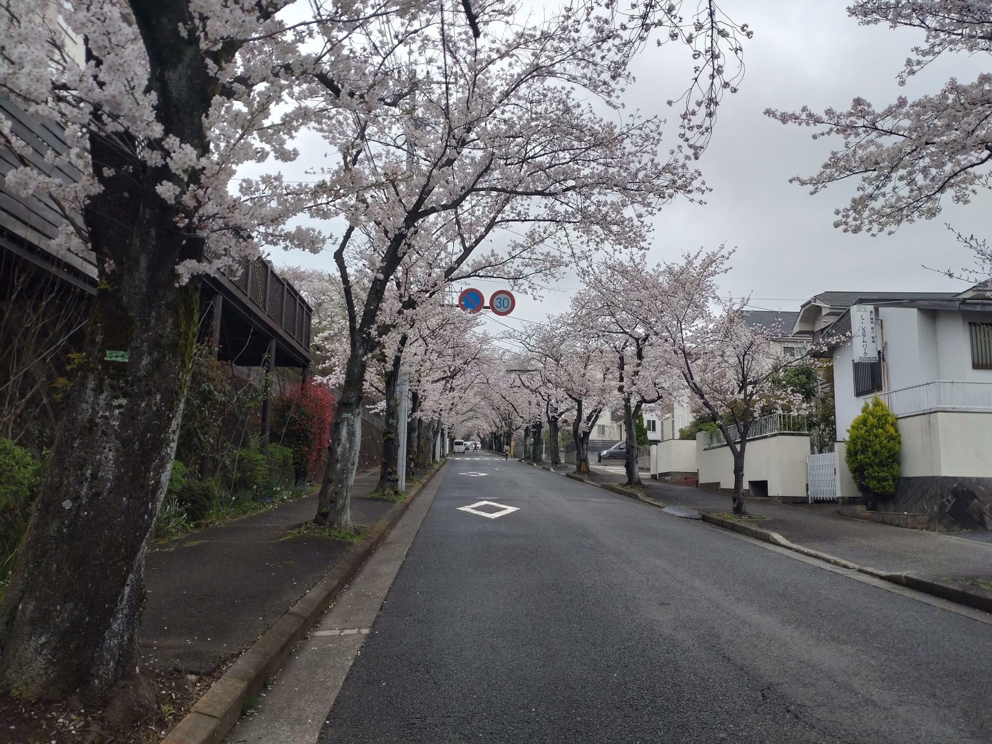 撮影:2024年4月5日：車で通過する方や桜を撮影されている方も