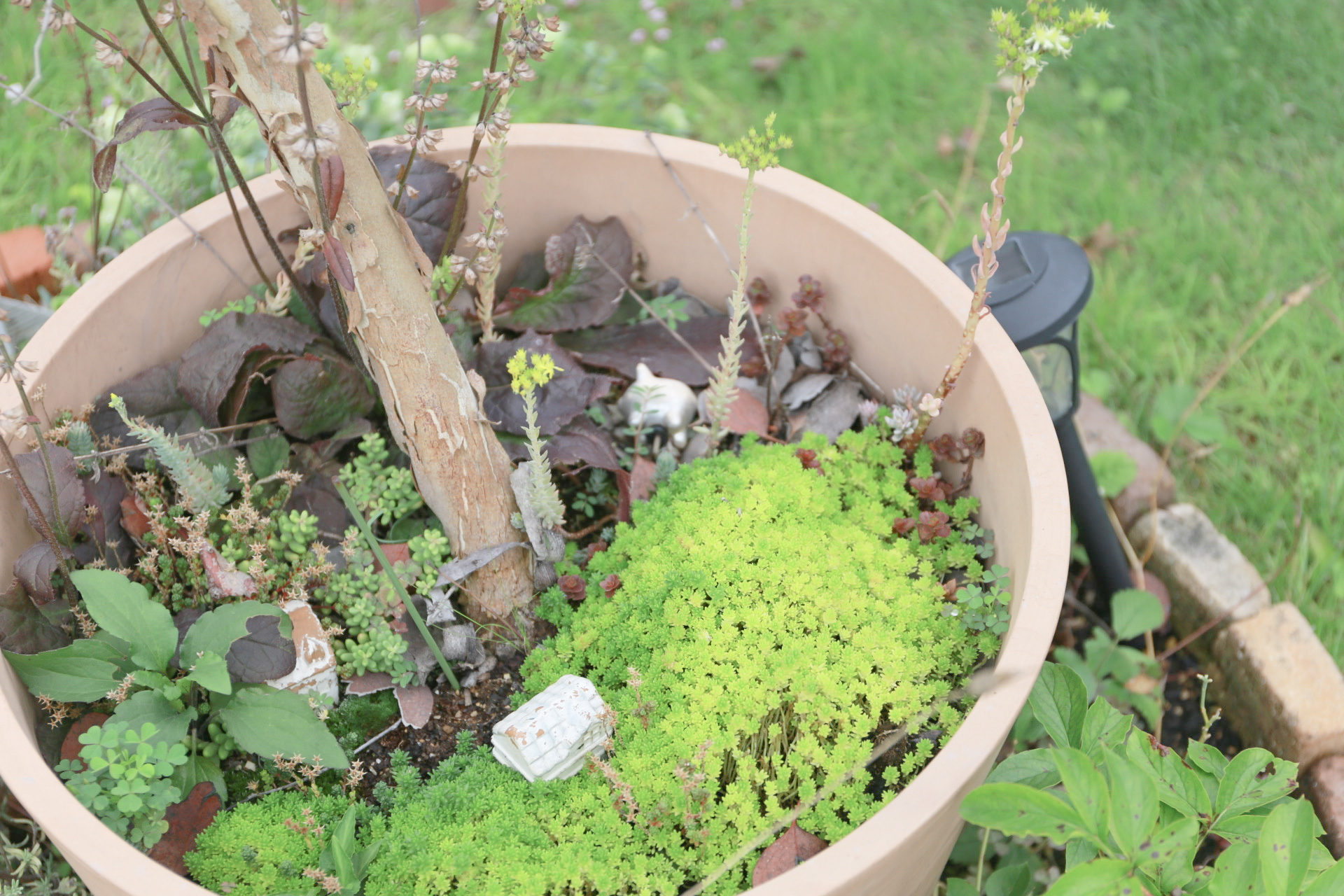 セダムが水分の蒸発を防ぐ