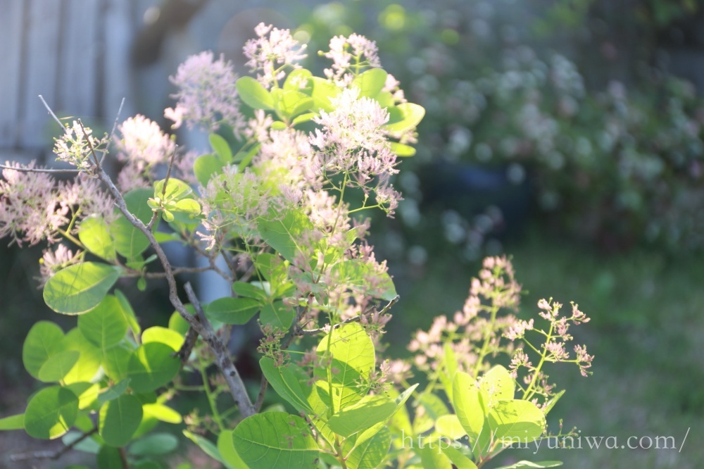 鉢植えのスモークツリー