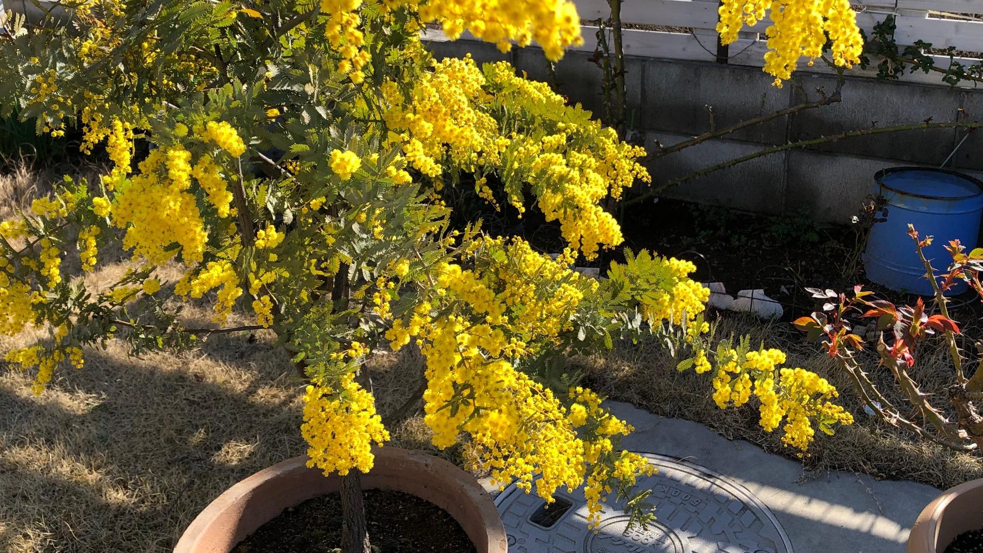 ミモザ 地植え - インテリア小物