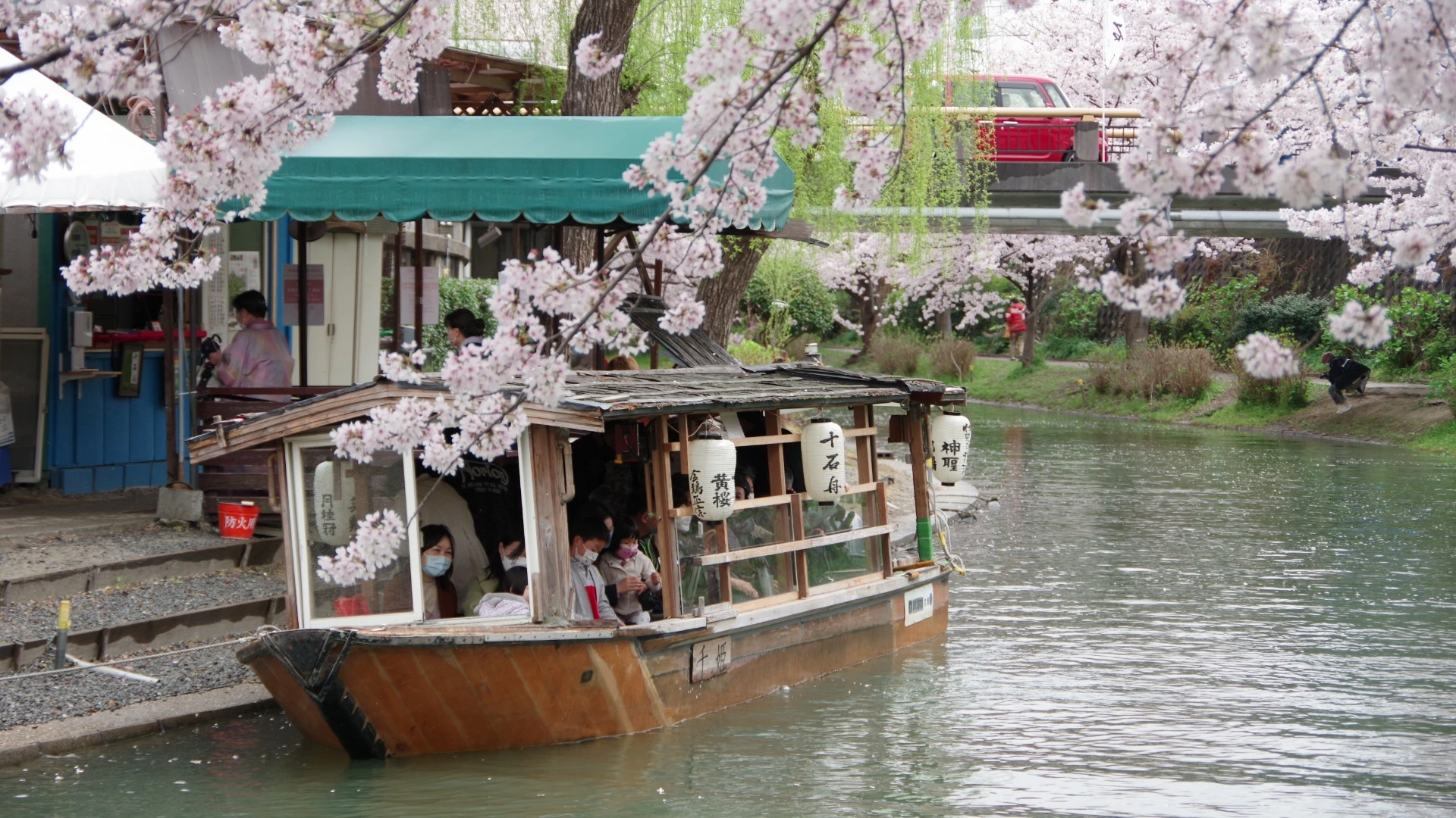 京都市伏見区】今週は桜の花筏（はないかだ）！京都の桜の名所・伏見で 