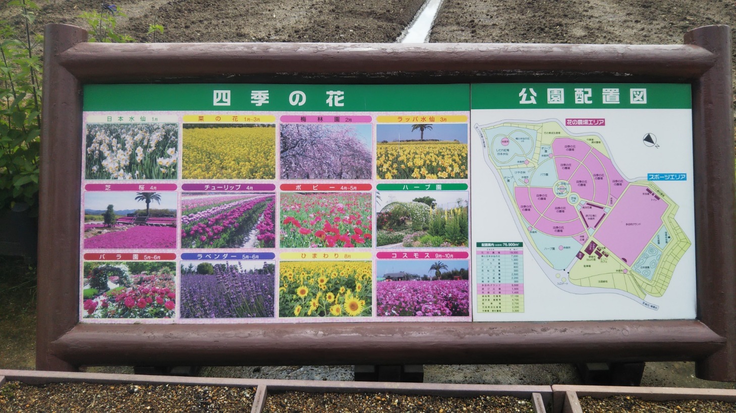 和泉リサイクル環境公園の四季の花々