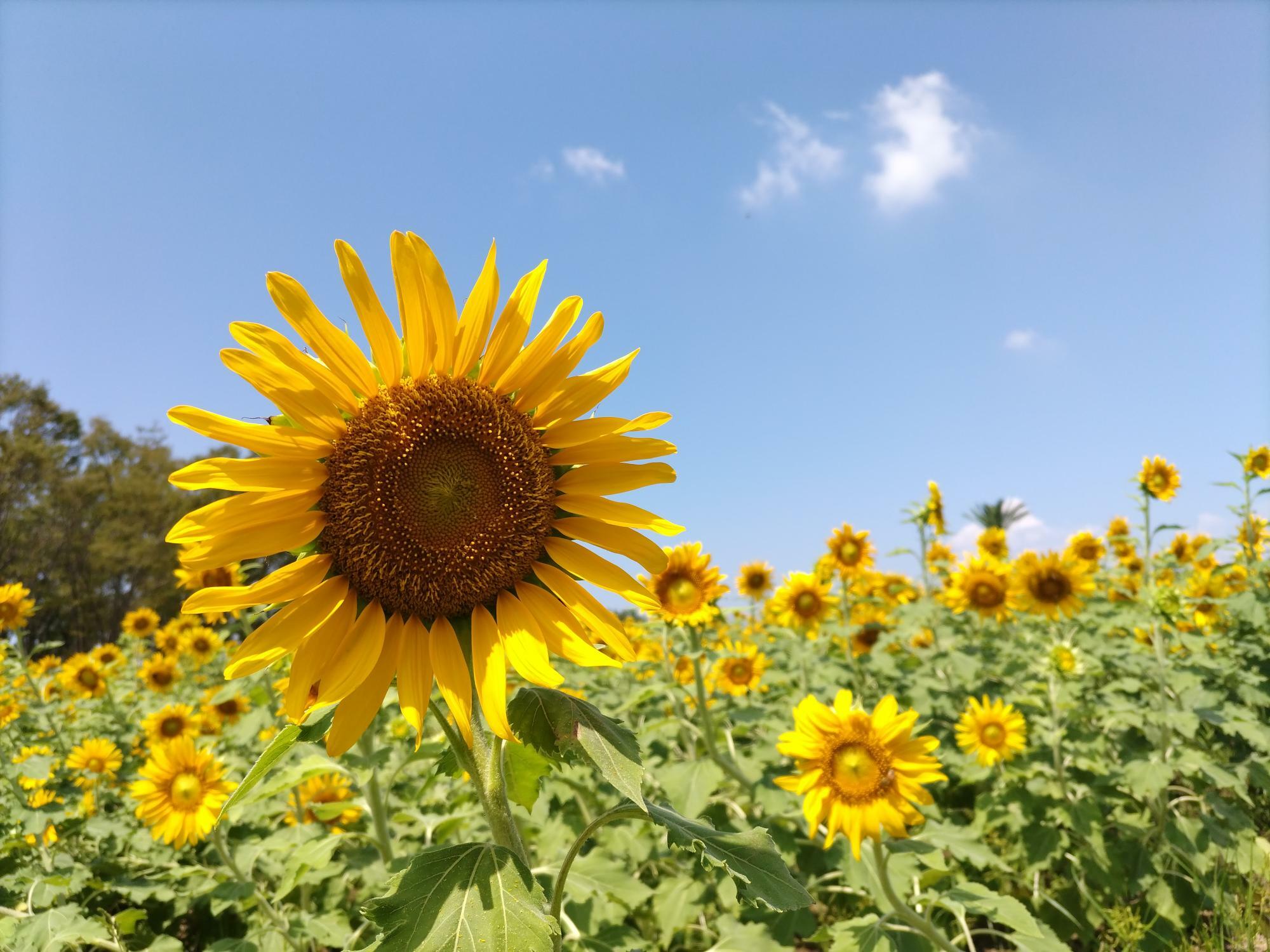 【和泉市】2期目のひまわりが満開。和泉リサイクル環境公園の夏は