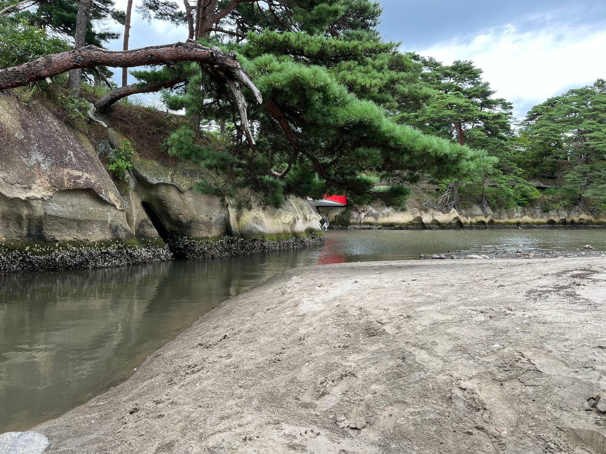 ▲ 島の松が公園内まで伸びている姿を見るのは、微笑ましくもあり驚きも！近くで見ると結構な迫力
