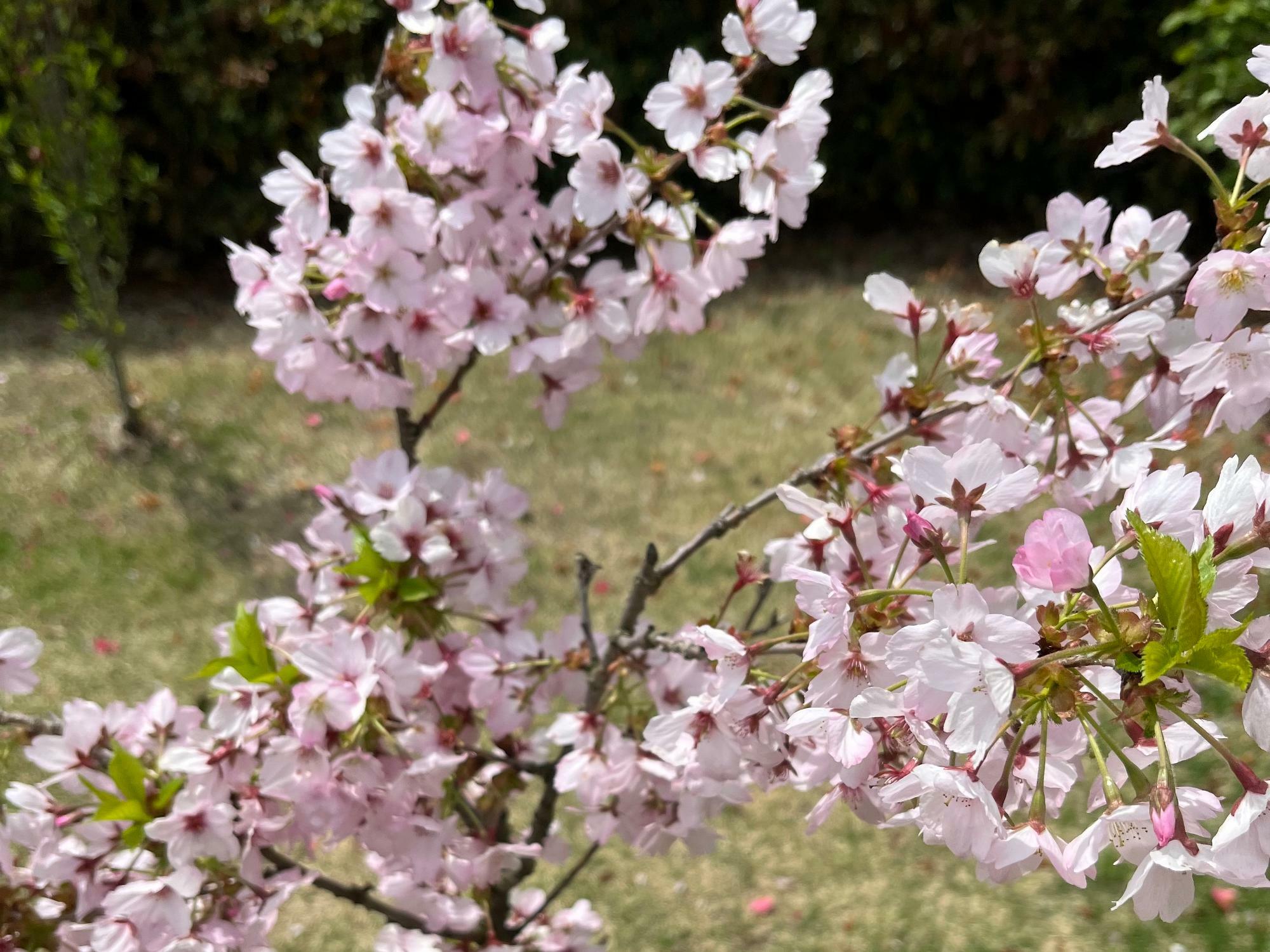 ▲ 2022年撮影の桜の花。貫禄のある華やかさはやはり「桜」独自の才能なのだろうか