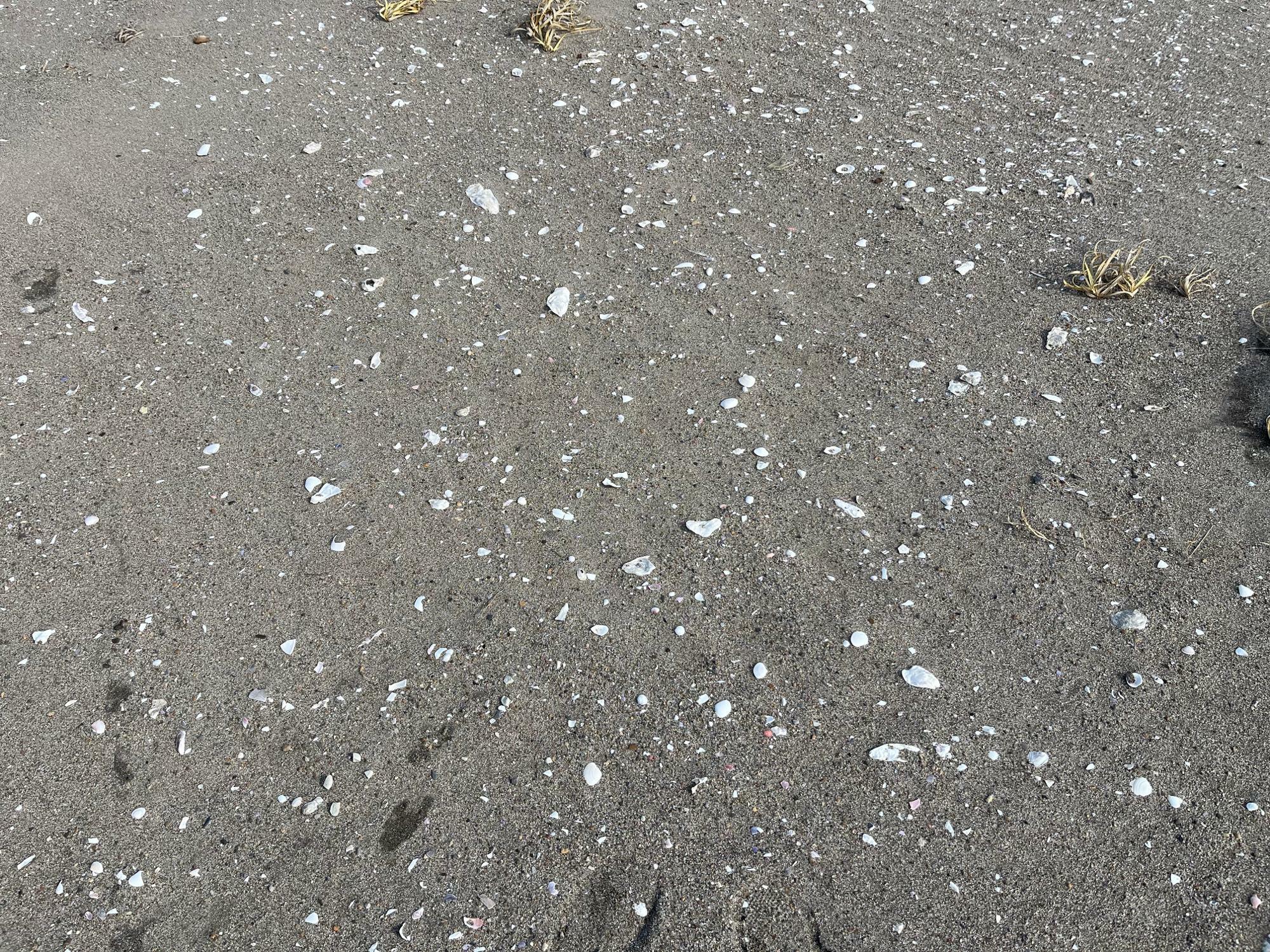 ▲ 天然の貝がタイルのようにあしらわれた床のよう。時々「ハート型」の貝があるのだが見つけられた貴方はラッキー！