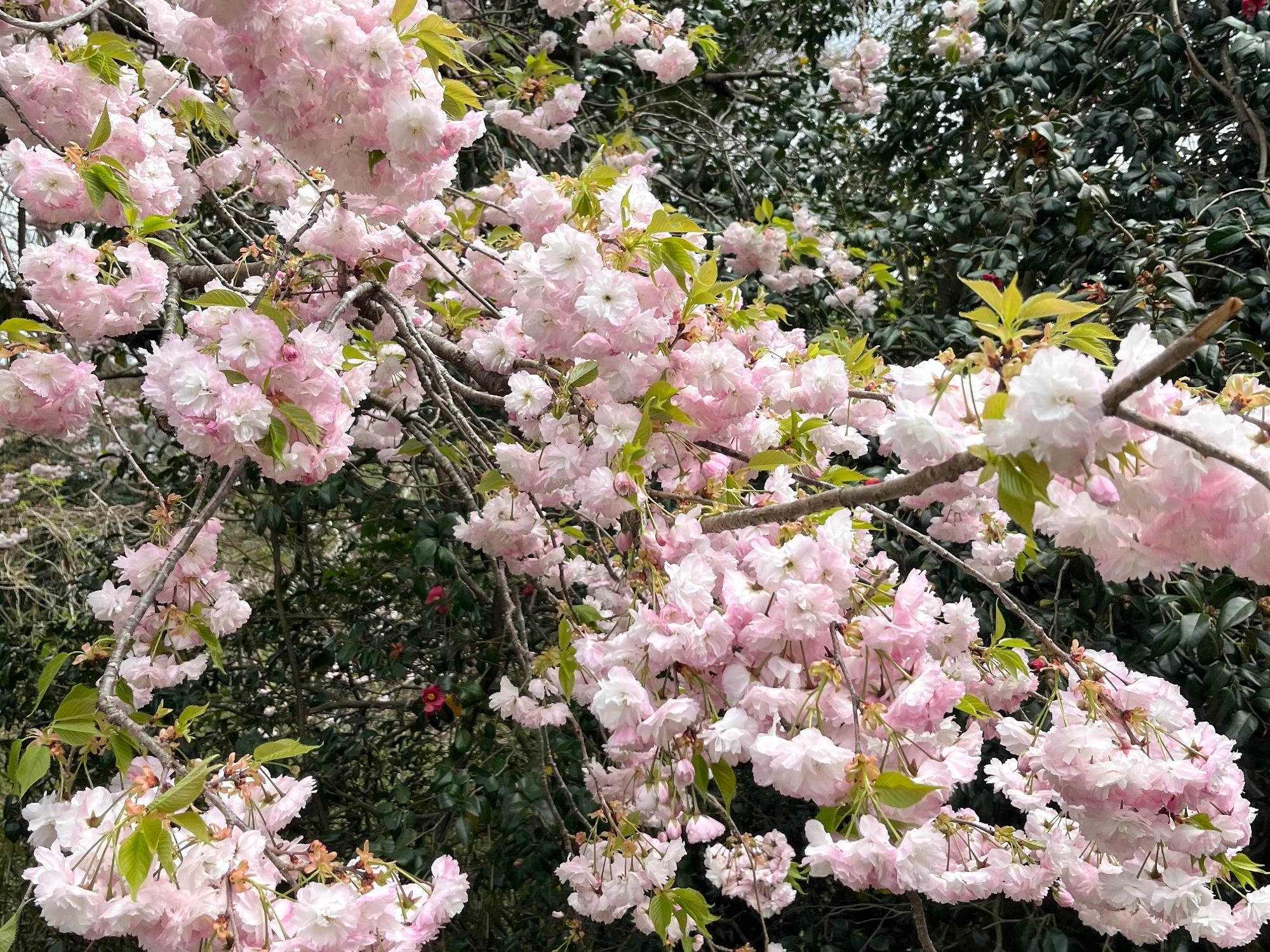 ▲ 春といえば、薄い桃色や桜色など花を連想させる'ピンク色'のイメージだ