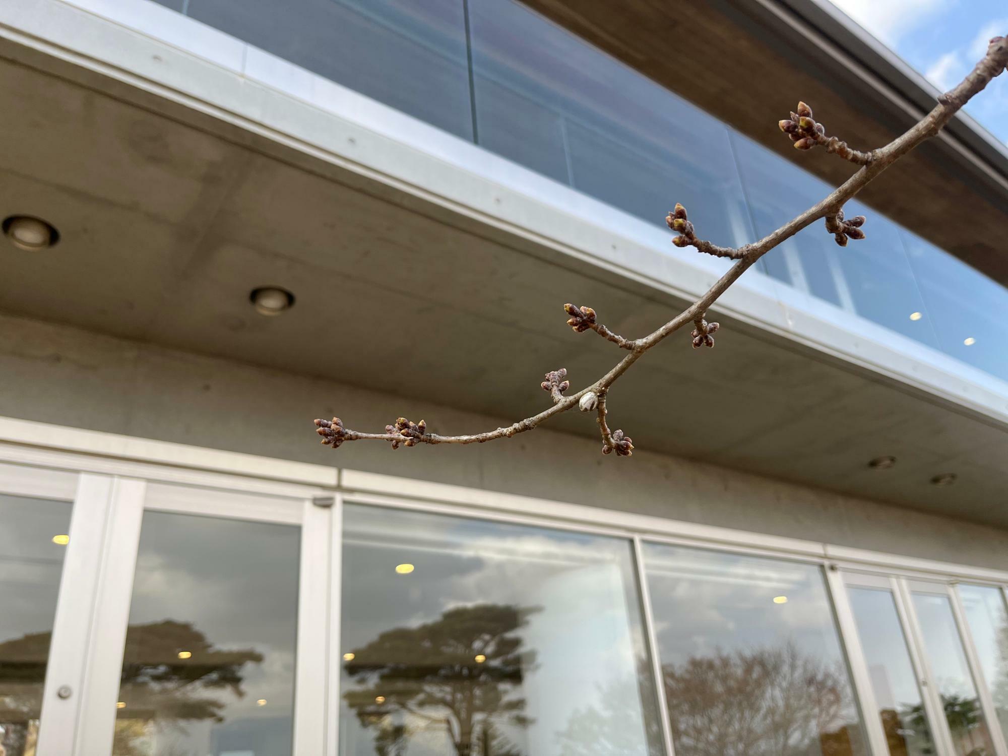 ▲ 桜の開花はもう少し時間がかかりそうな予感（2023年3月10日時点の桜のつぼみ）