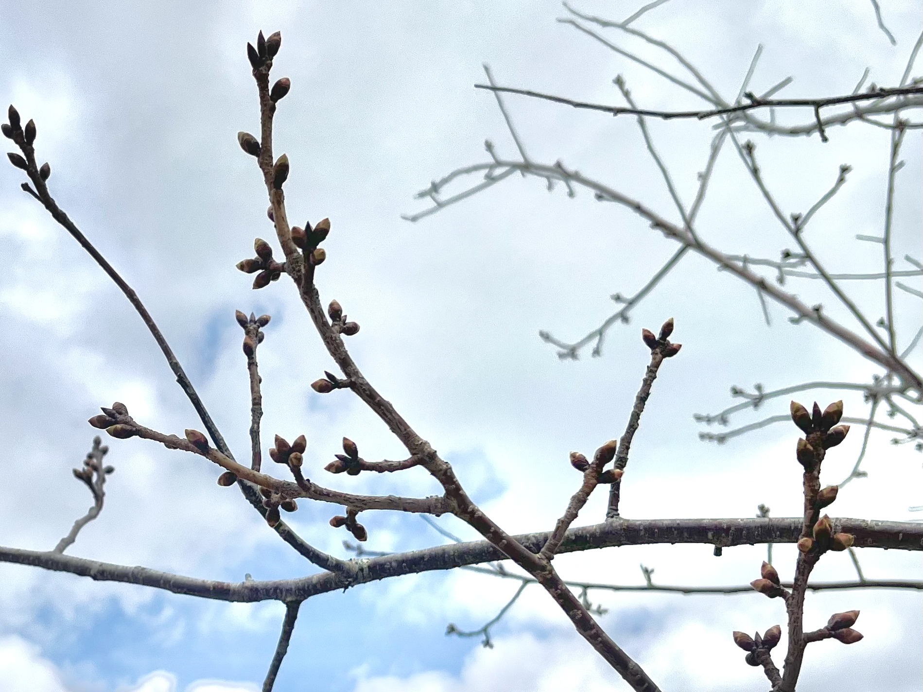 ▲ 桜のつぼみは遠目でもかなり膨らんでいるのが確認できる。もはや秒読みの段階！