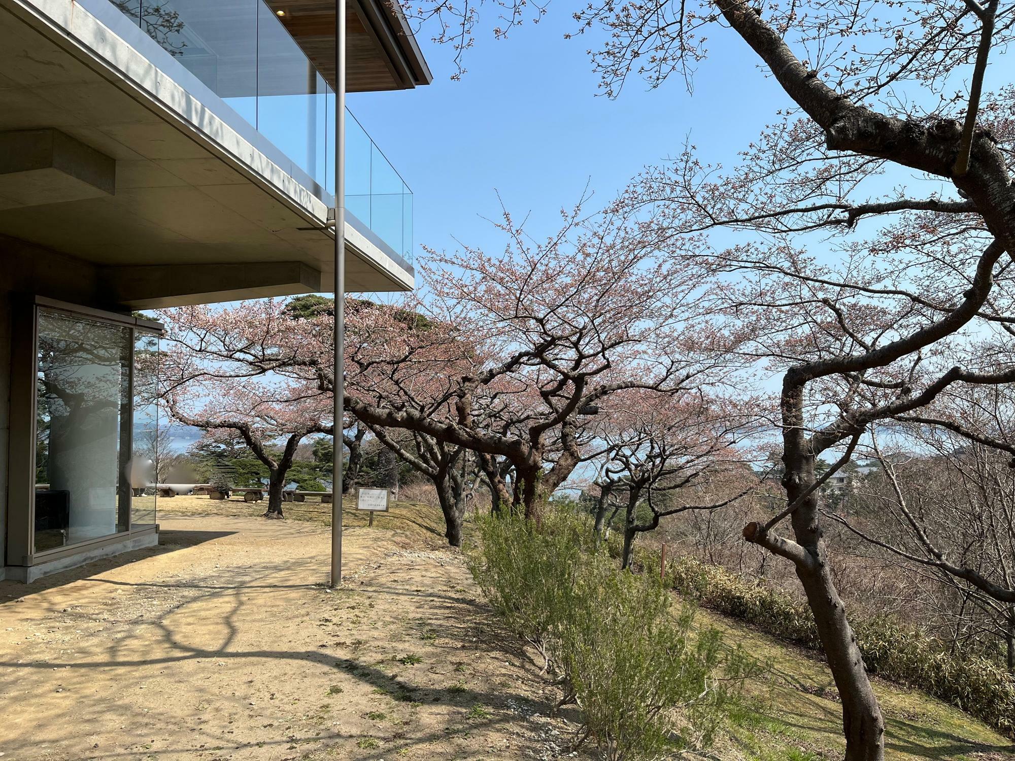 ▲ 写真向かって左の建物がカフェだ。カフェを取り囲むように桜の木々が生育中。