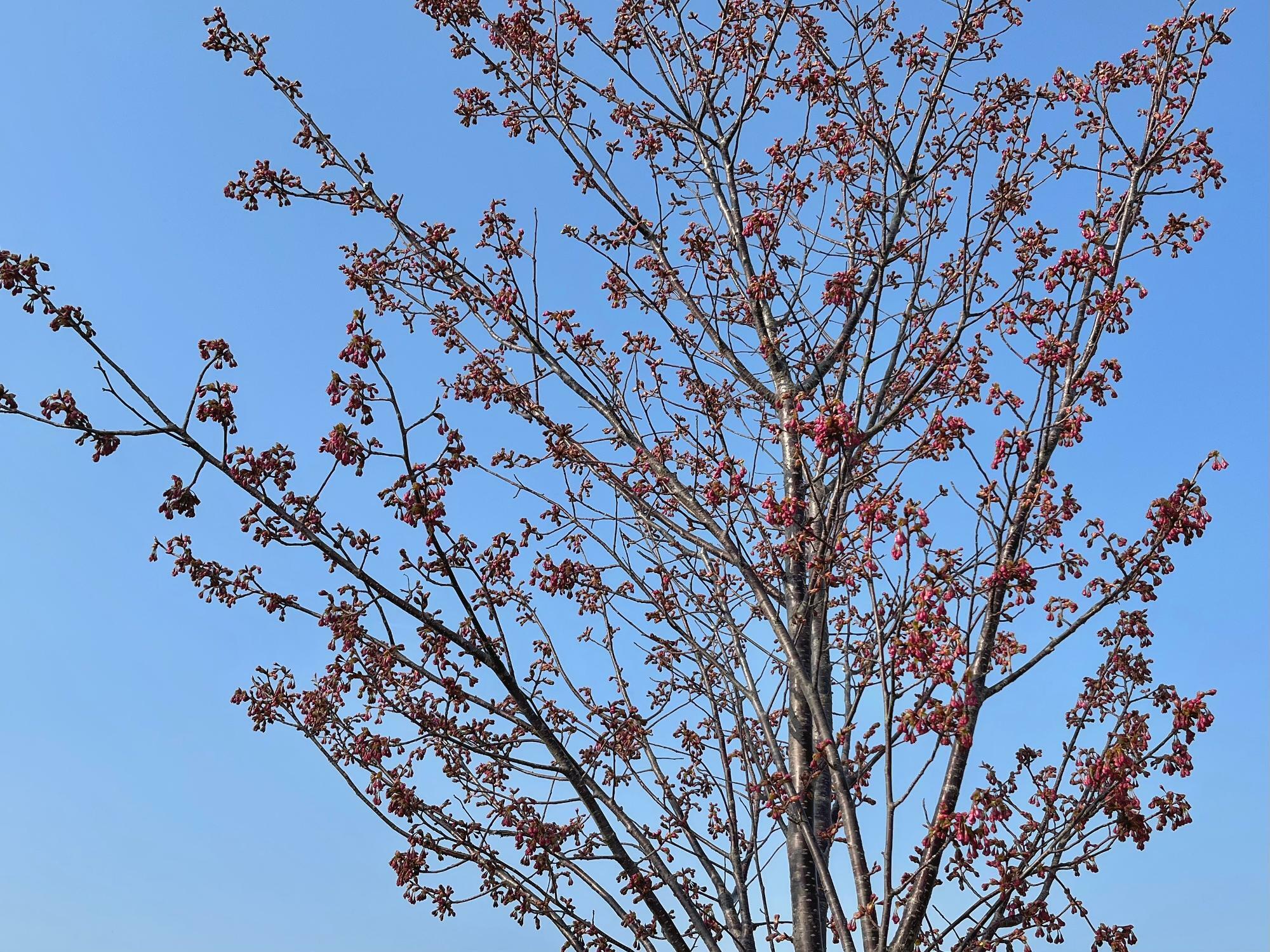 ▲ 濃い梅色のような桜のつぼみがたっぷりと下がっている