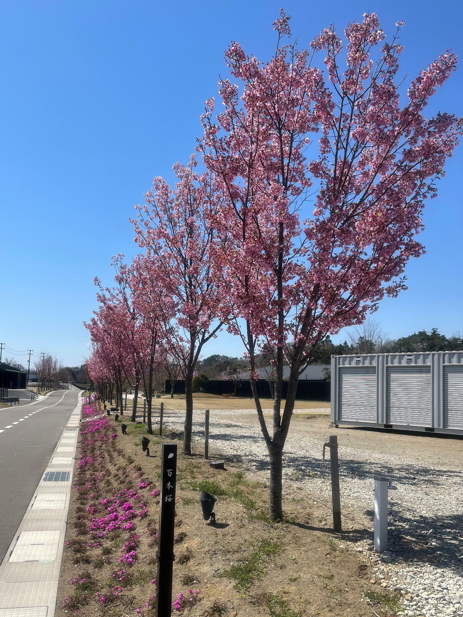 ▲2023年4月10日時点の「百本桜」実はまだつぼみの状態の花もあるのだ。すべてが咲いたらもっとボリュームが出そうだ！