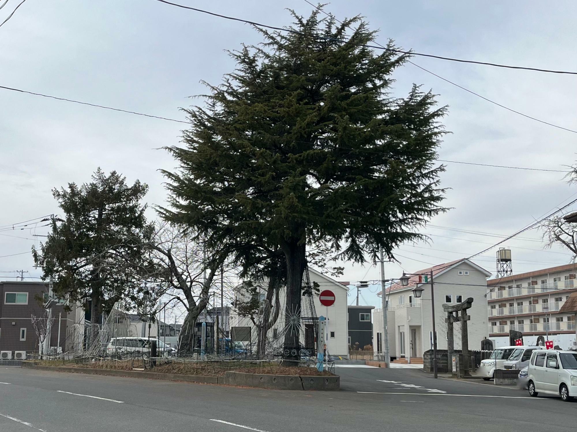 ▲ 「三角公園」は大きな木が目印！その右側に見えるのが「須賀神社」の鳥居だ。